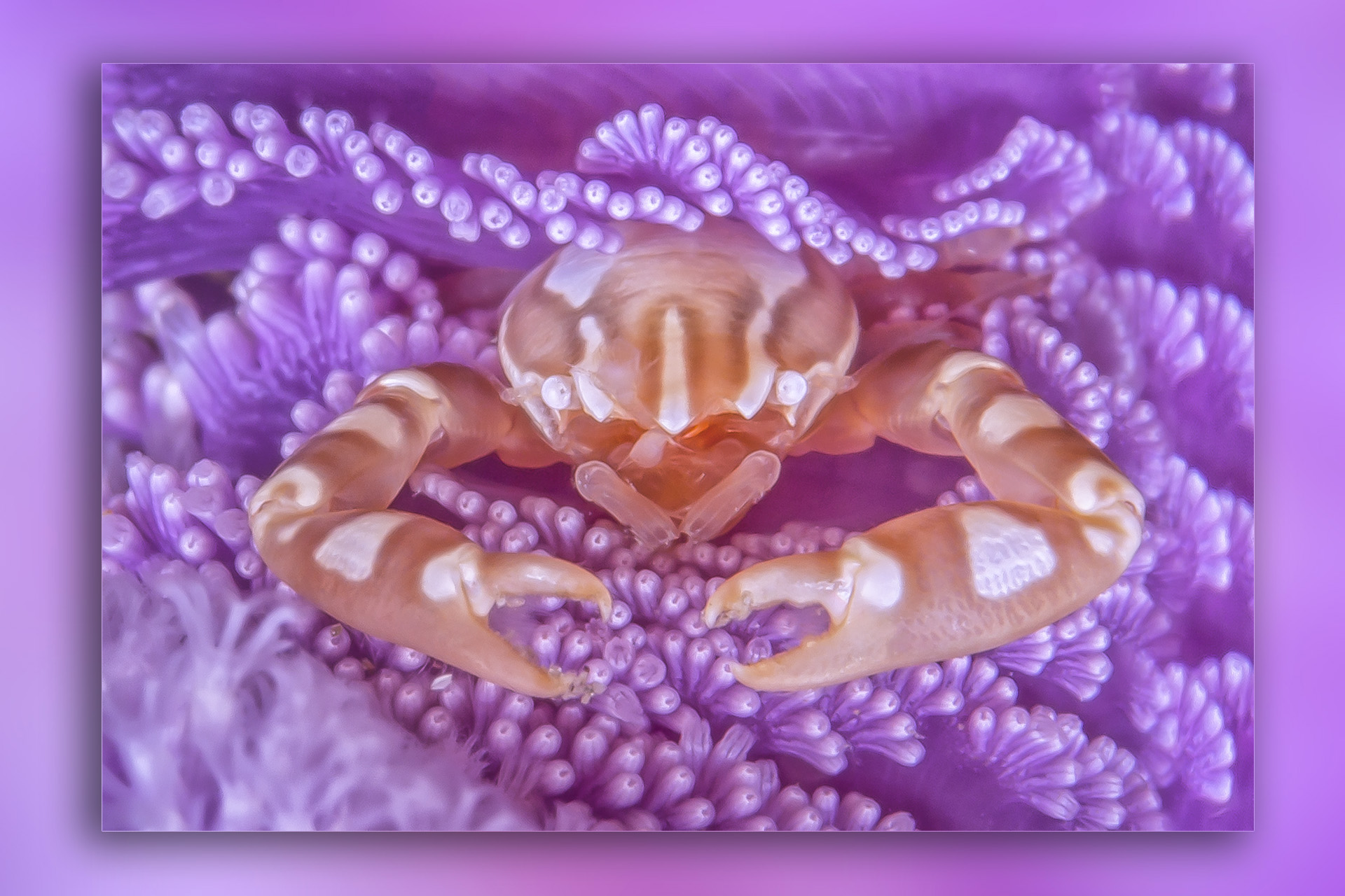 porcellain crab...