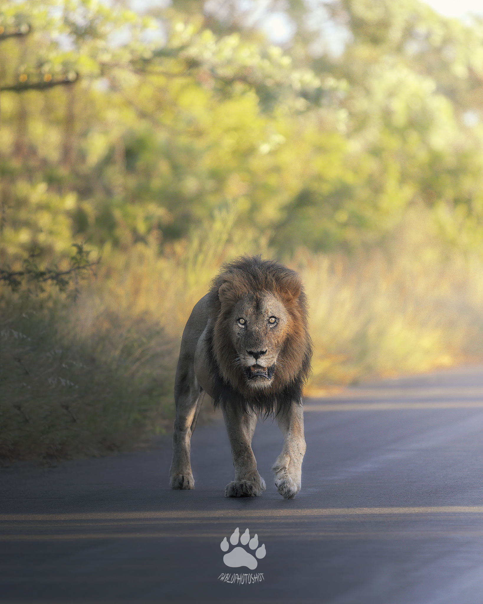 lion king...