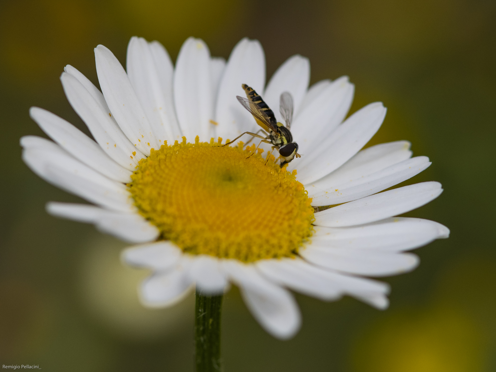 Daisy and the Bee...