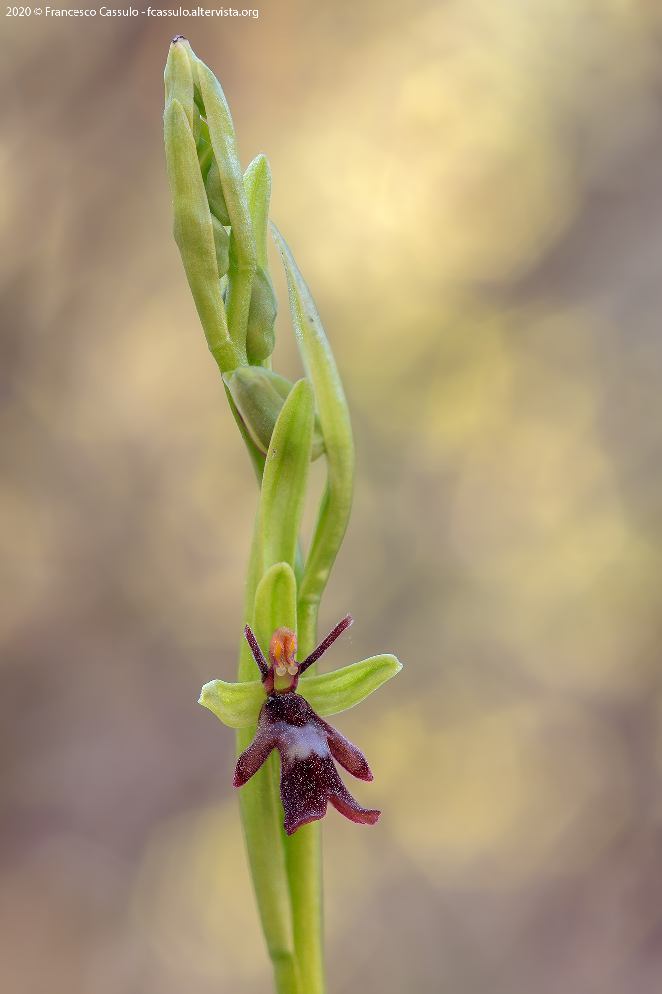 Ophrys insectifera (l., 1753)...