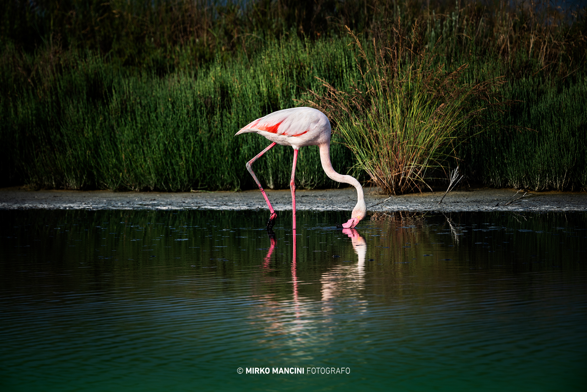 Comacchio pink flamingo...