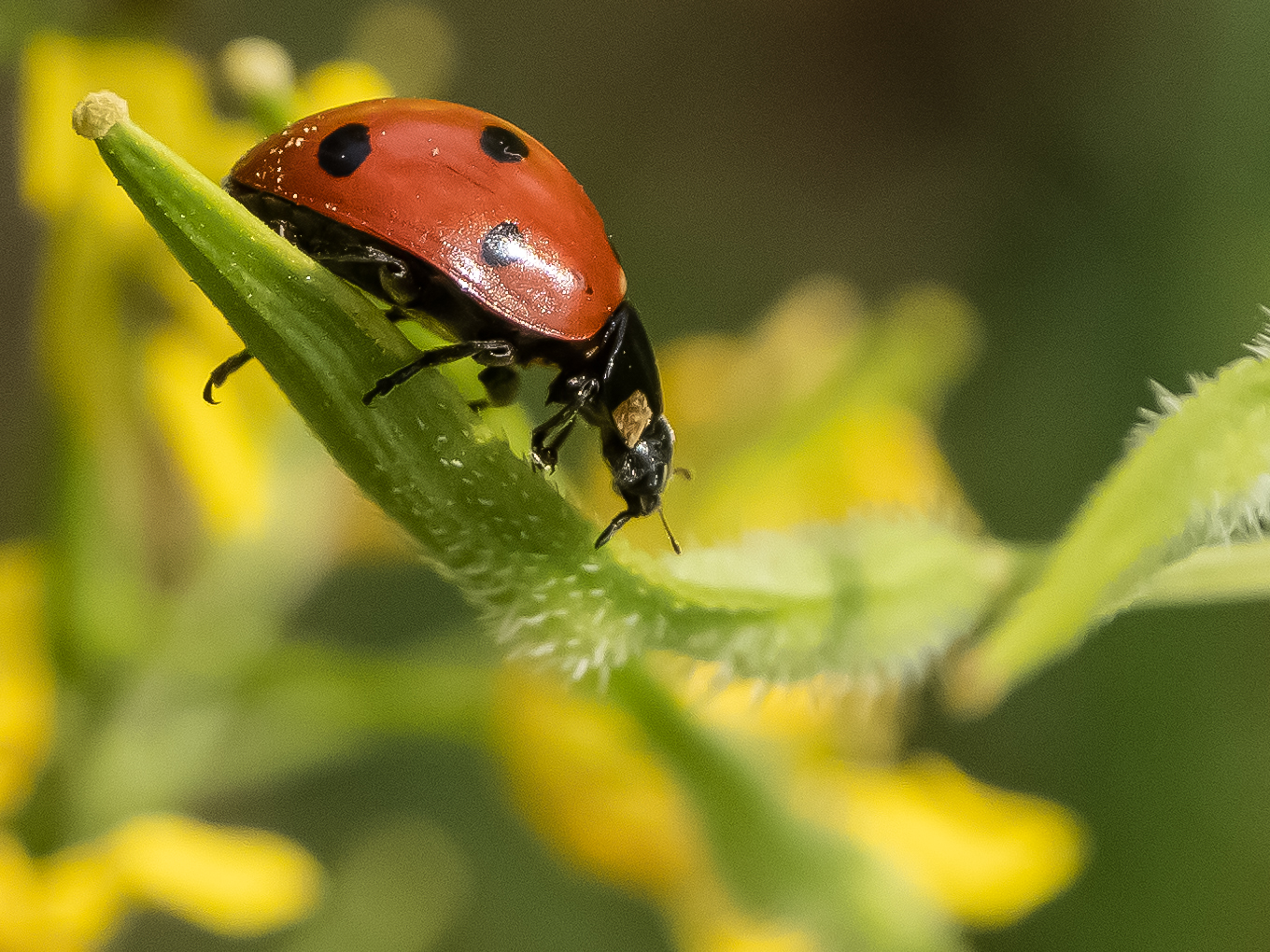 ladybug septempunctata...