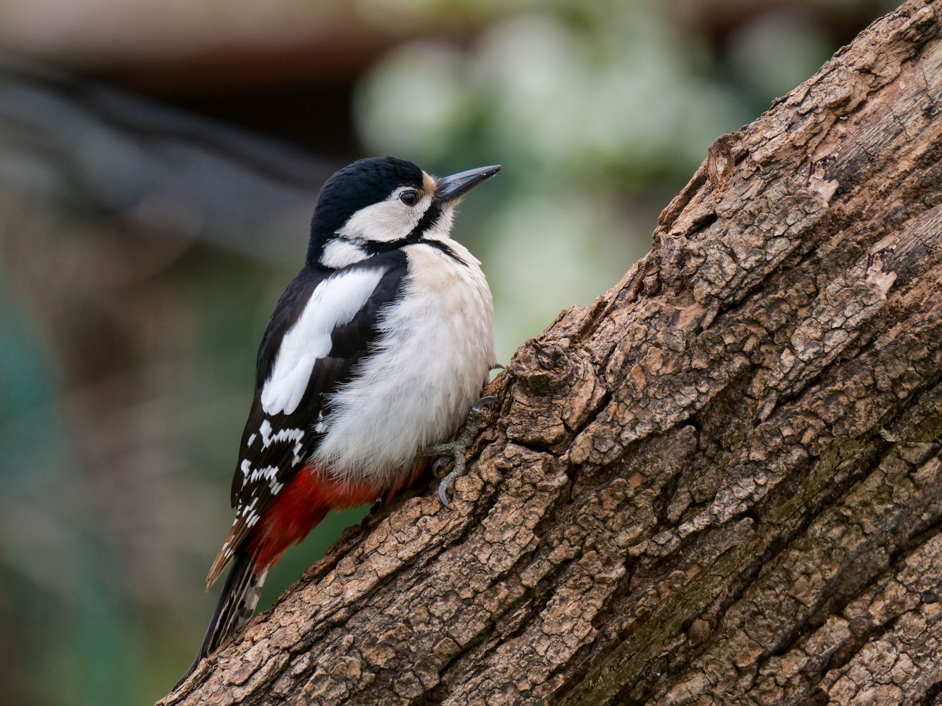 Female woodpecker...