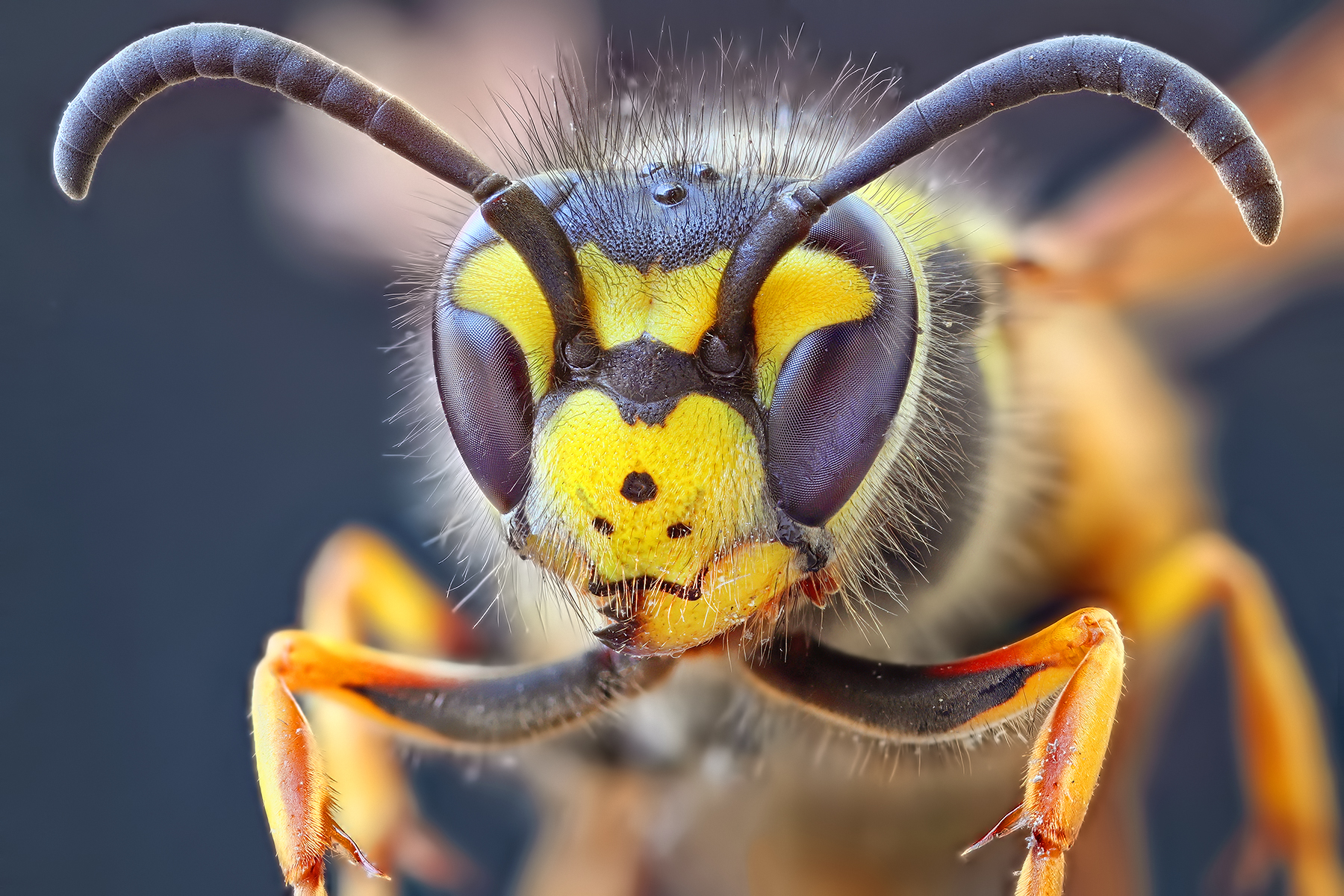 Germanic wasp (queen)...
