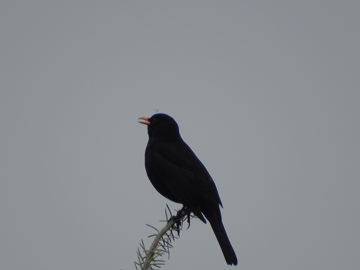 the song of the blackbird......