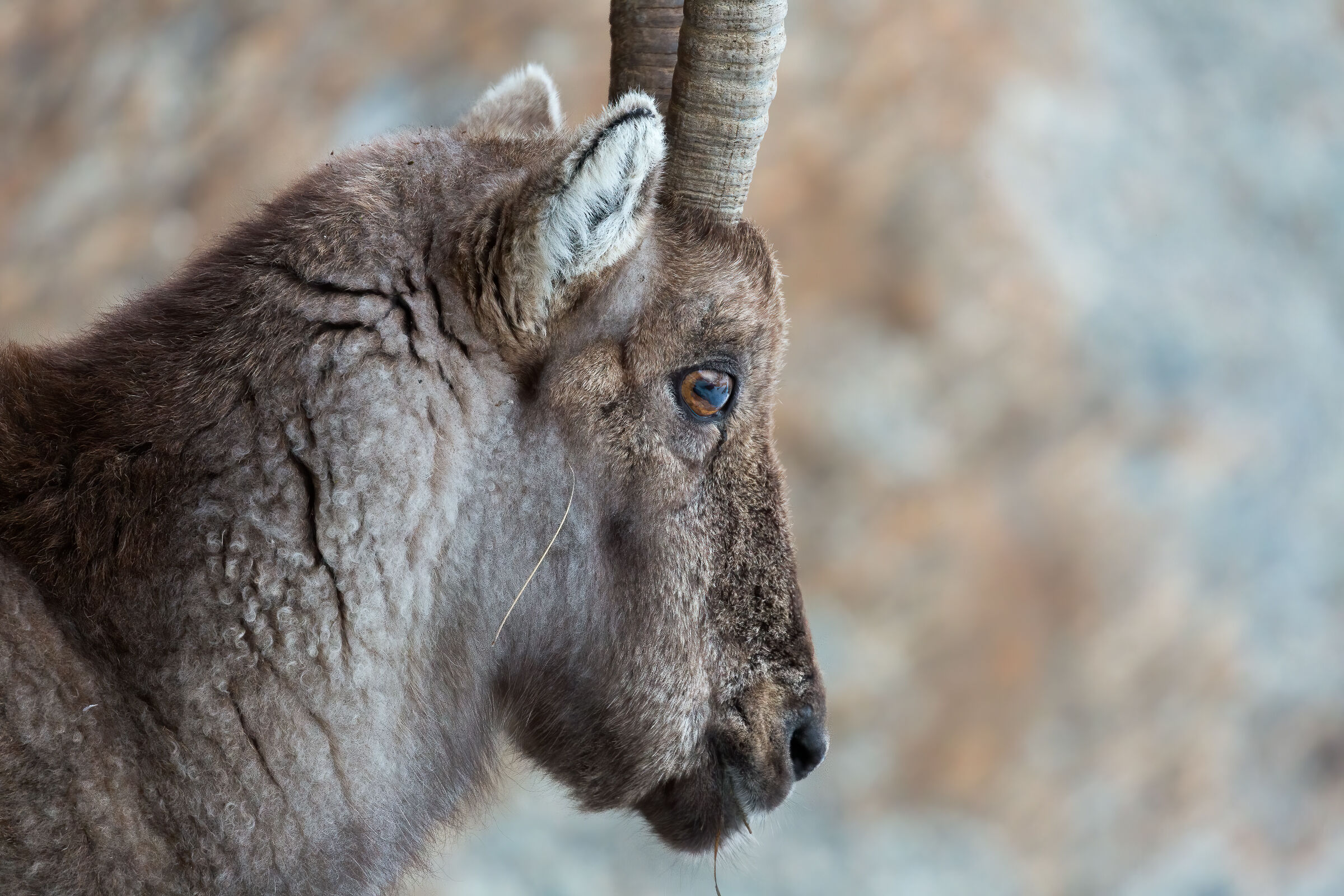 Portrait of an elderly ibex...