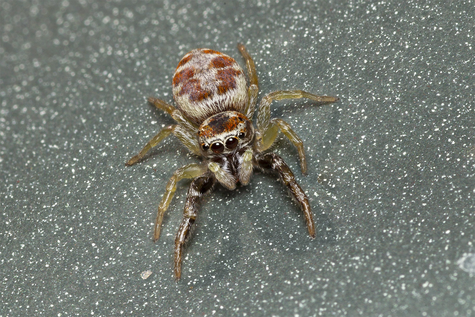 Here's my spider friend...