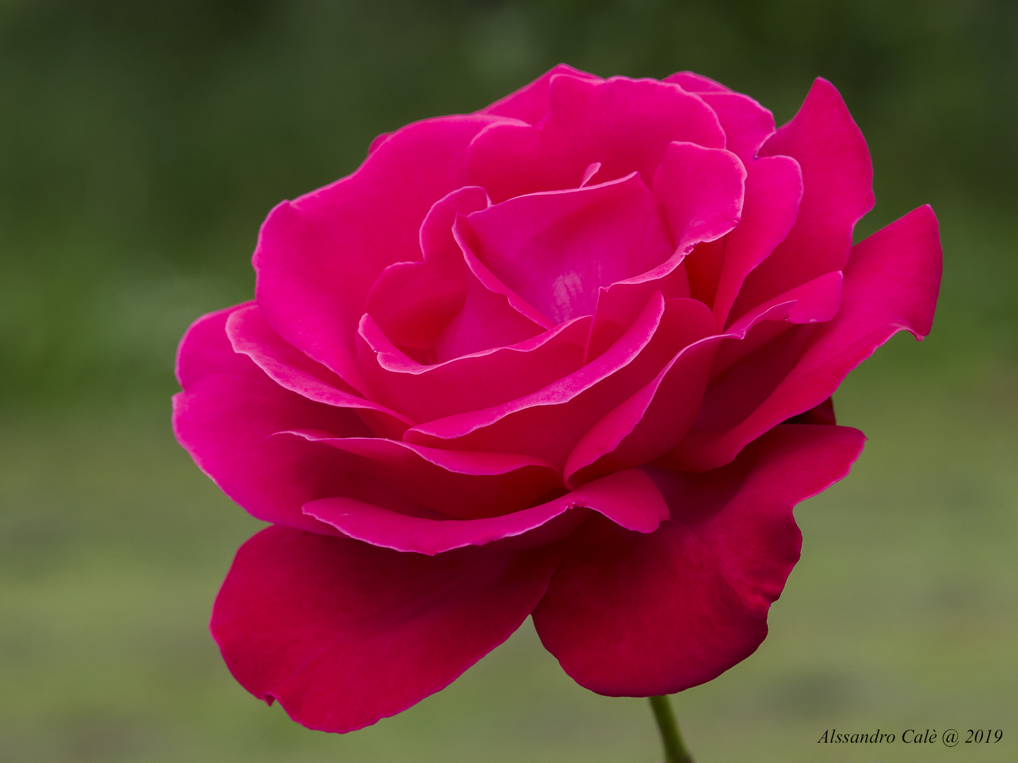 Antoinette's Roses 0595...