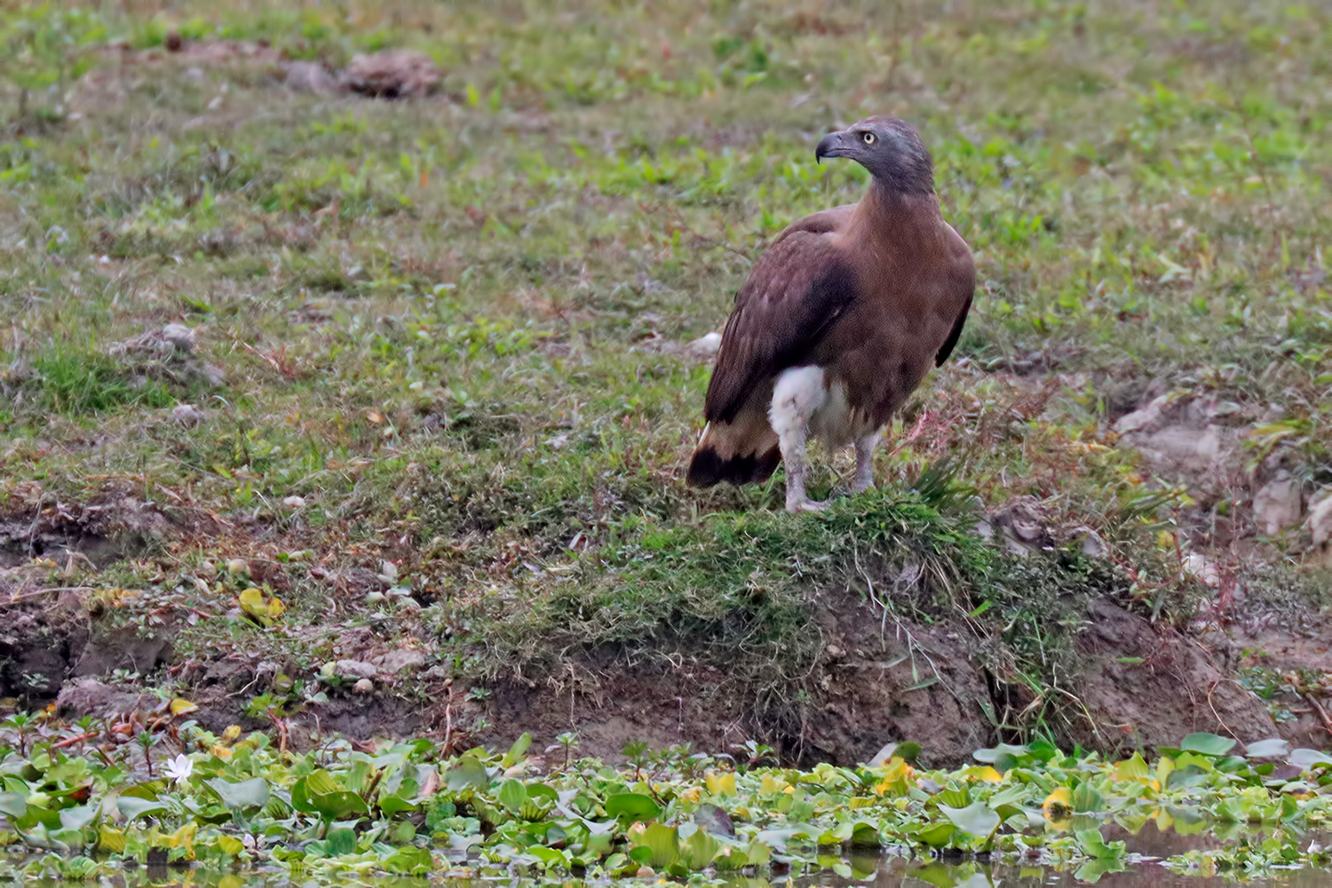 Aquila pescatrice testagrigia - Grey-Headed Fish Eagle...