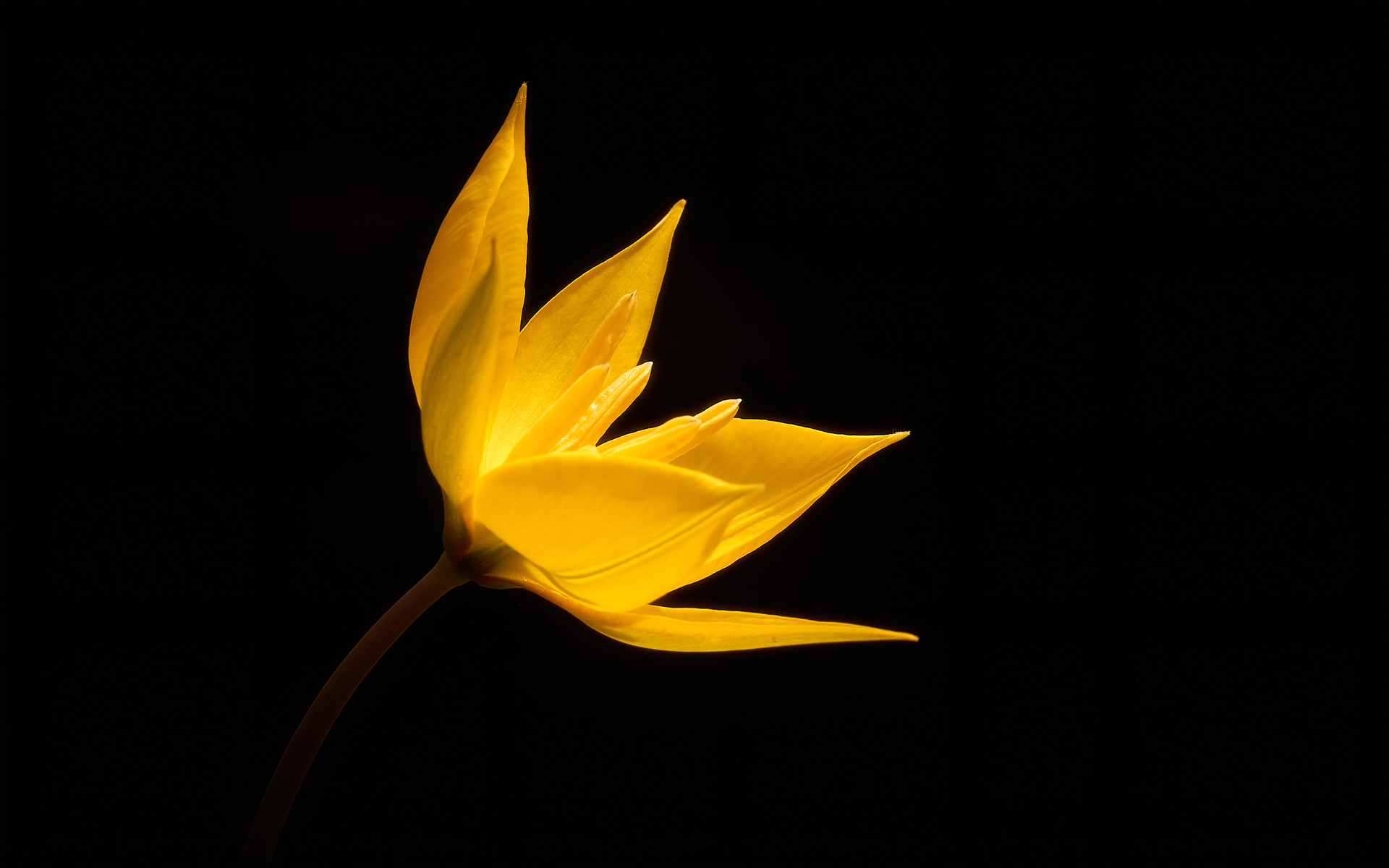 Yellow on black - Wild tulip...