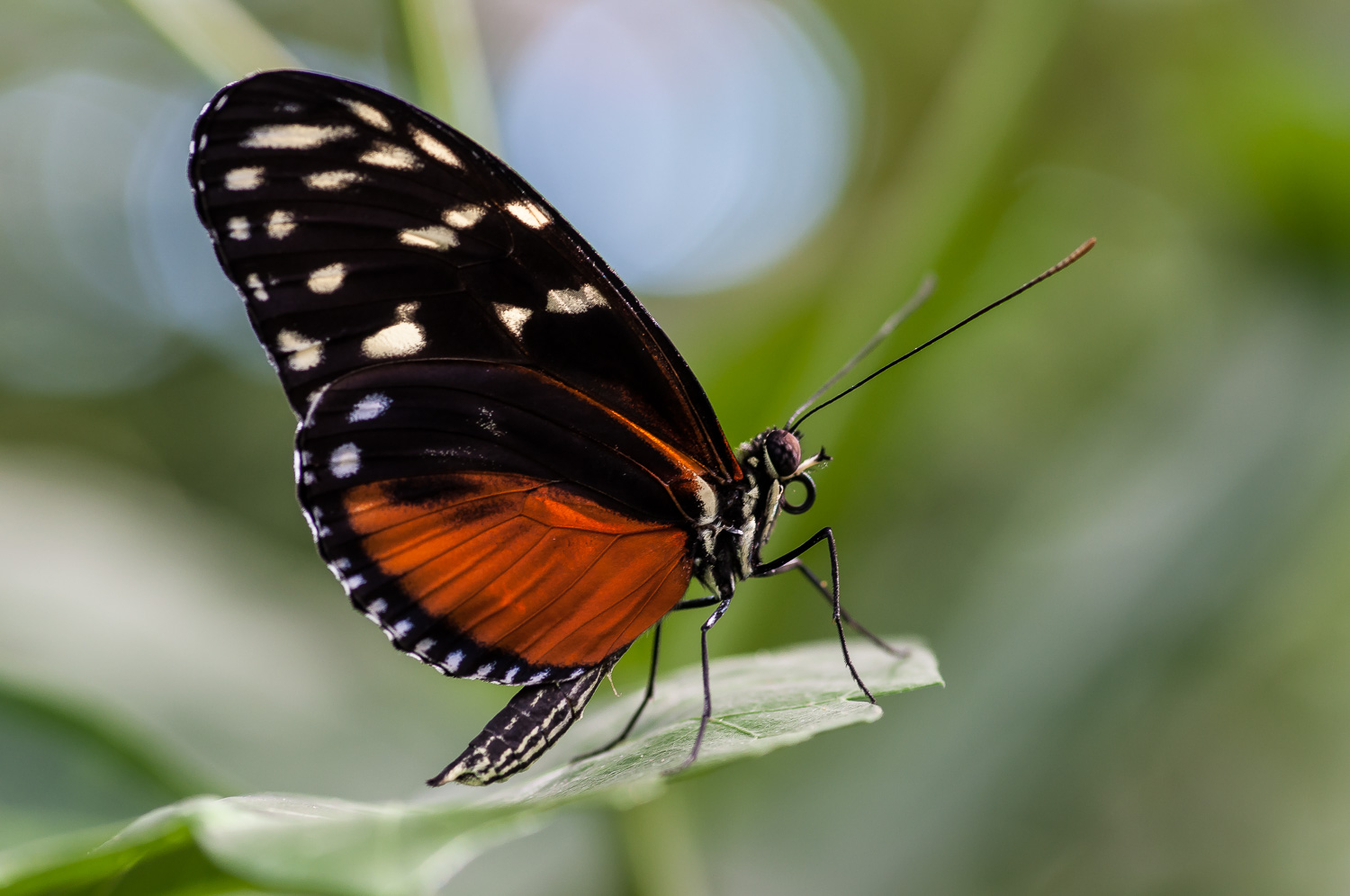 Farfalla tropicale nero arancione...