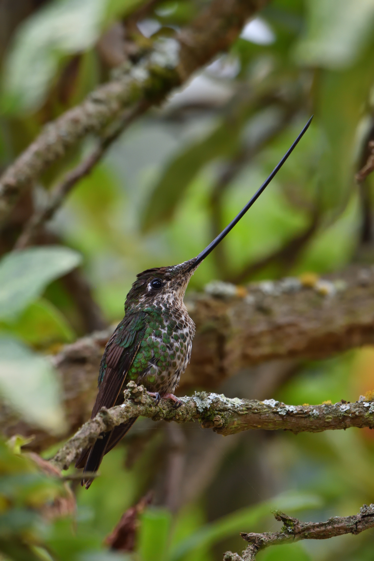 Sword-billed Hummingbird...