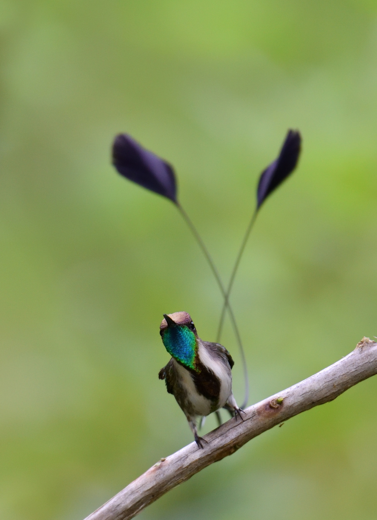 Marvelous Spatuletail Hummingbird...
