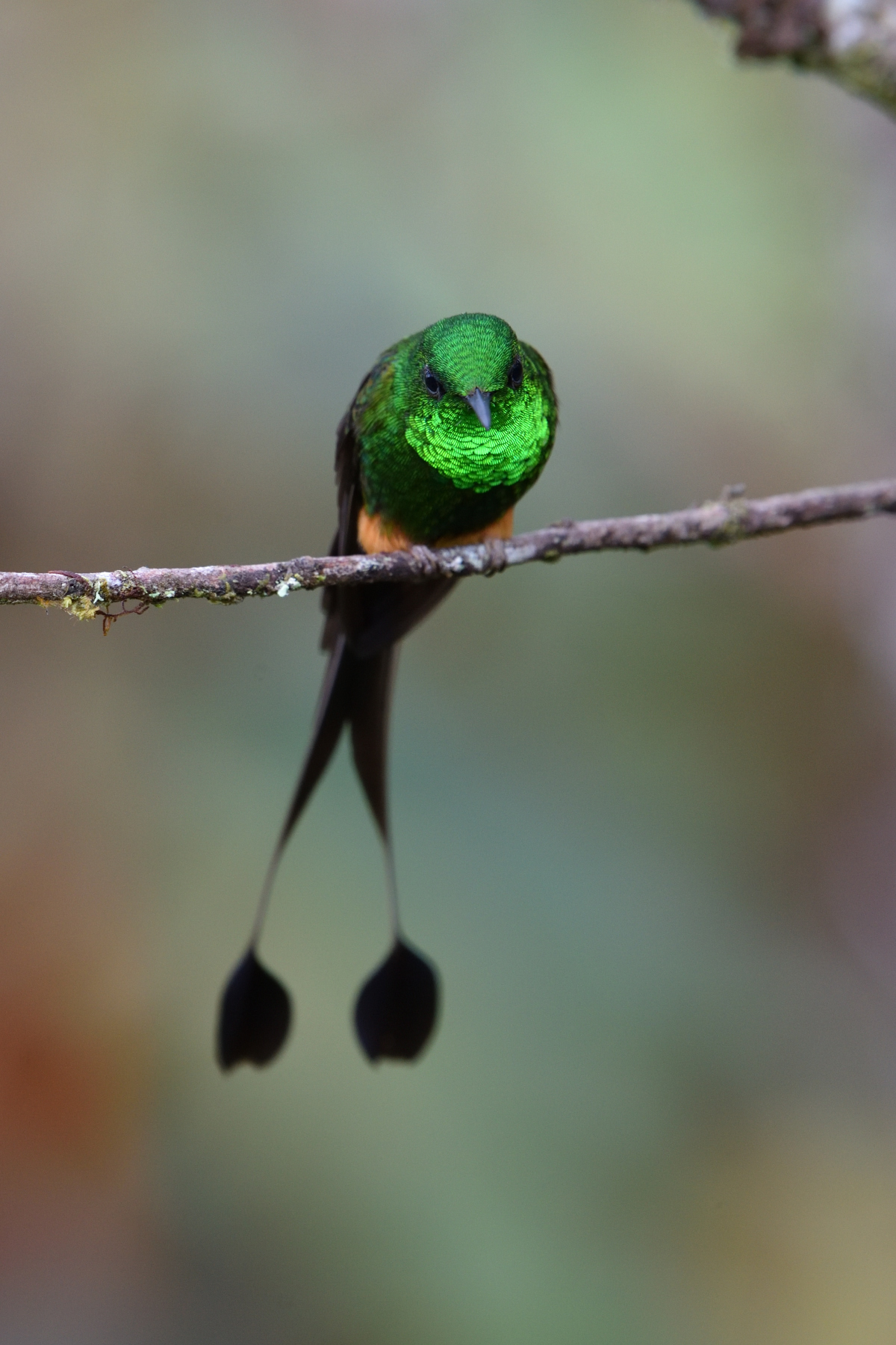 Booted Racket-tail...