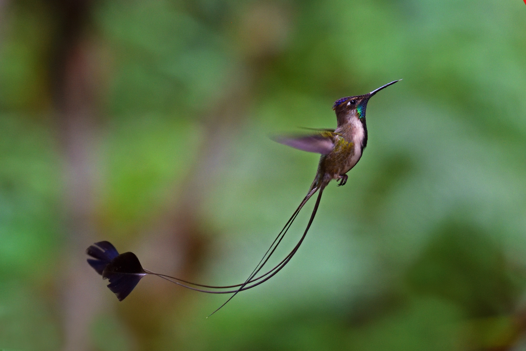 Marvelous Spatuletail Hummingbird...