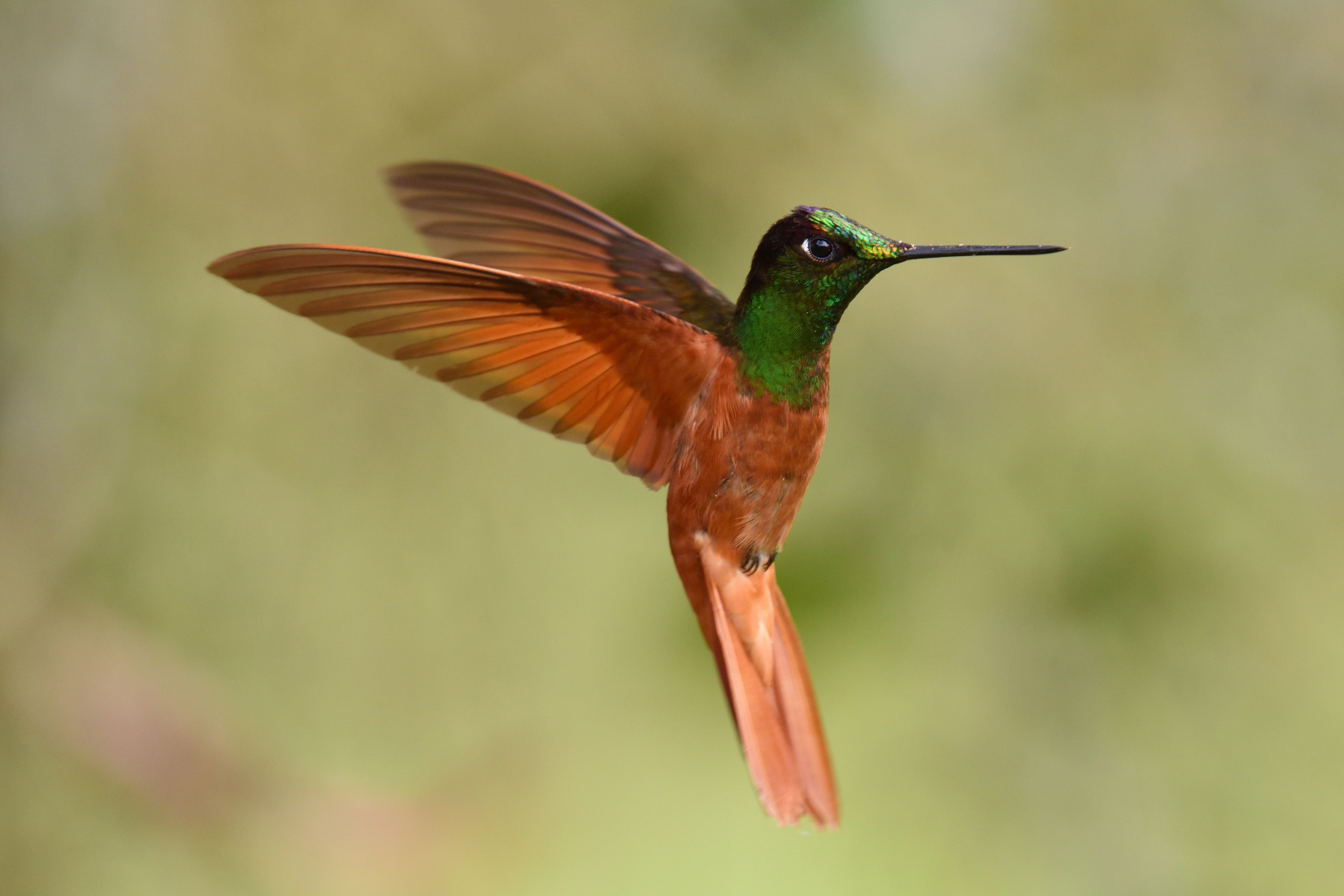Rainbow starfrontlet hummingbird...