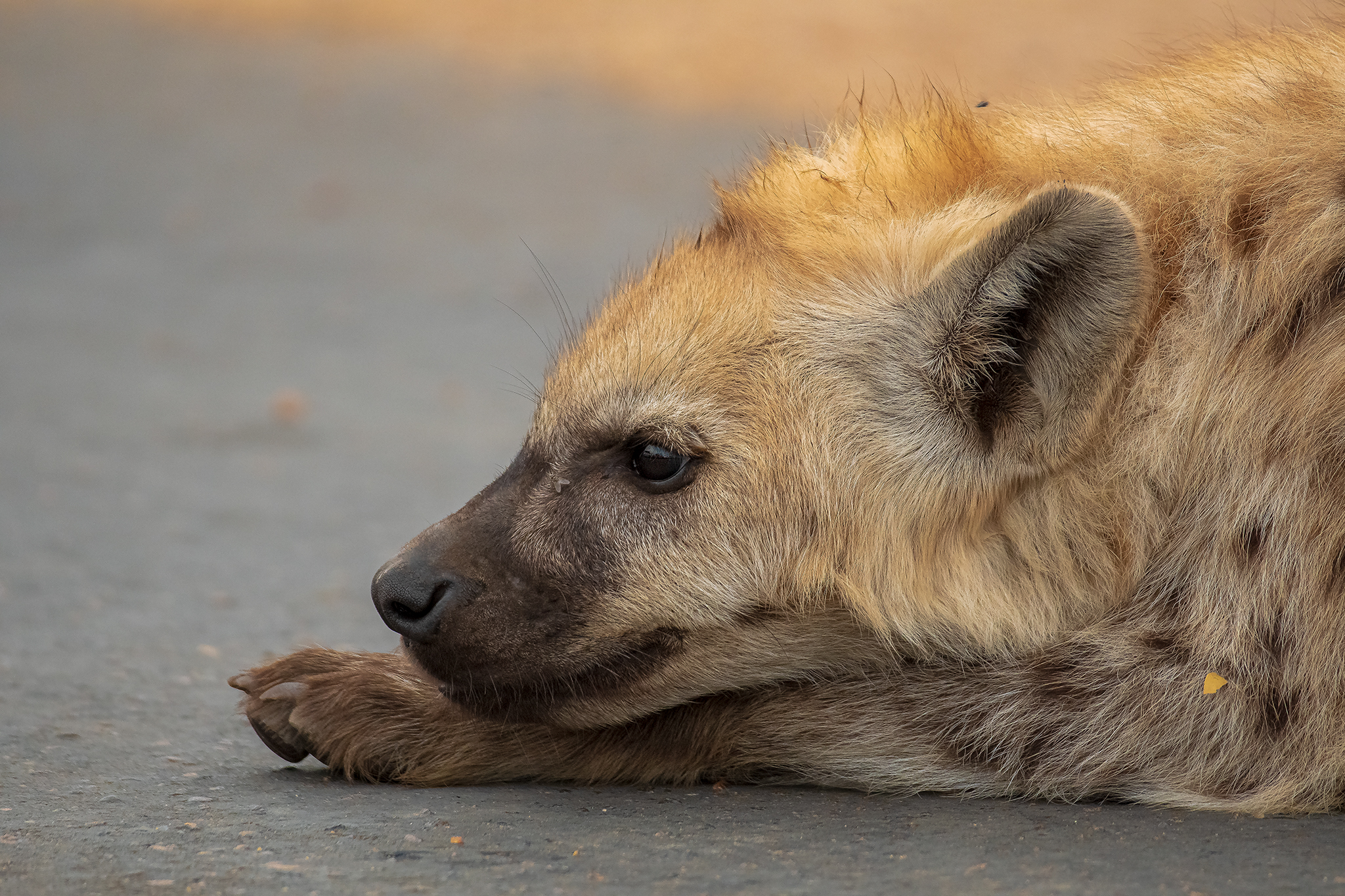 Hyena Cub...