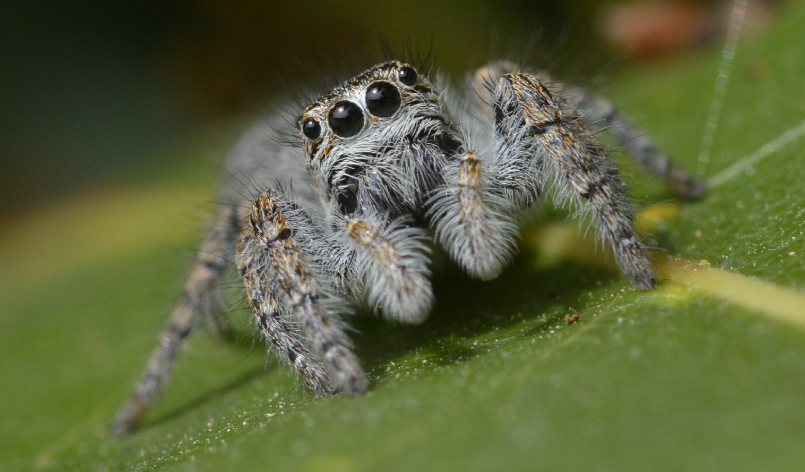 Spider (salticidae)...