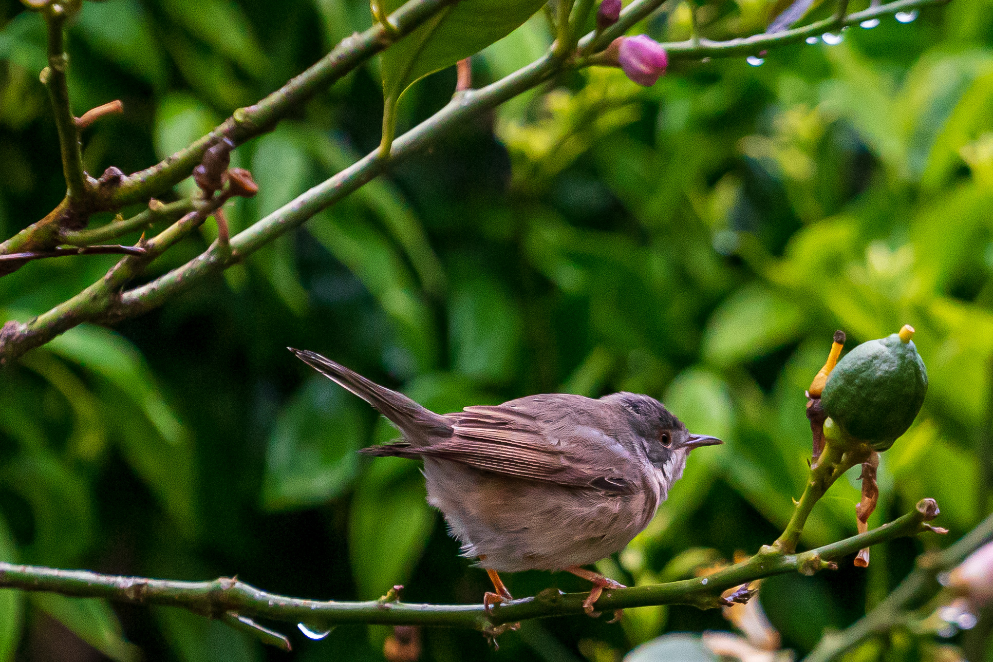 Bird in my garden...