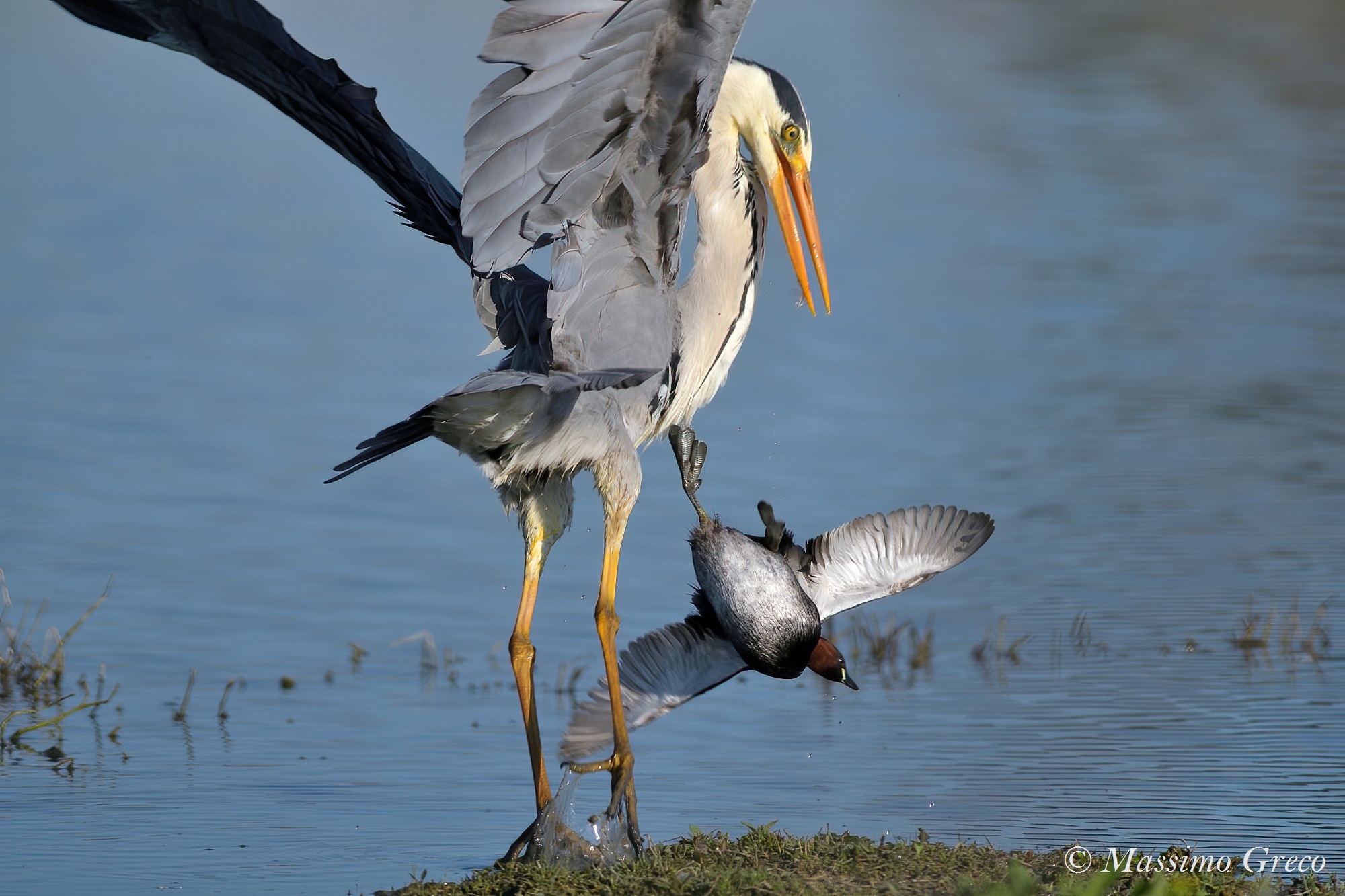 Ash heron struggling with an unlikely catch ...