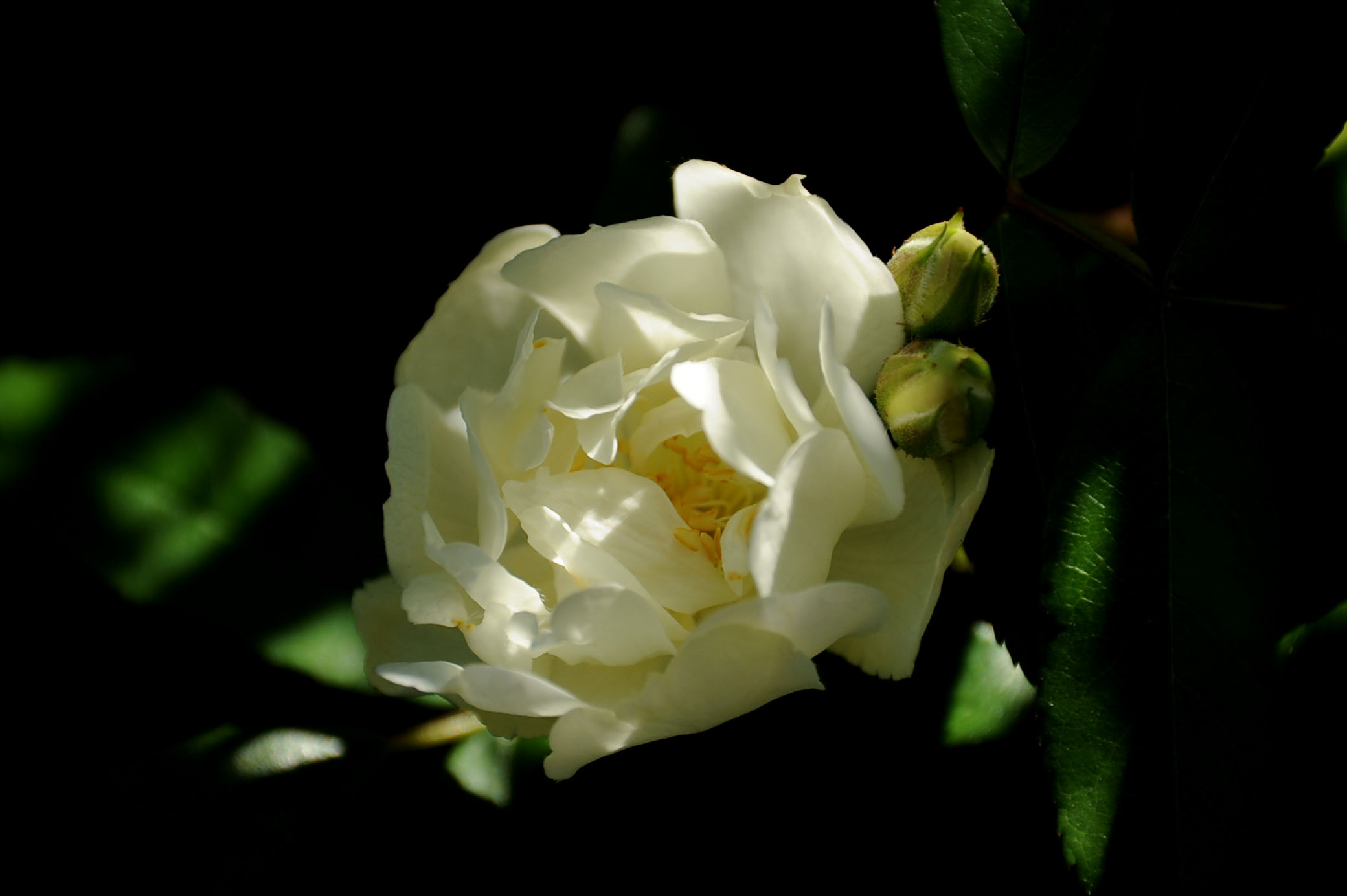 Rosellina bianca...