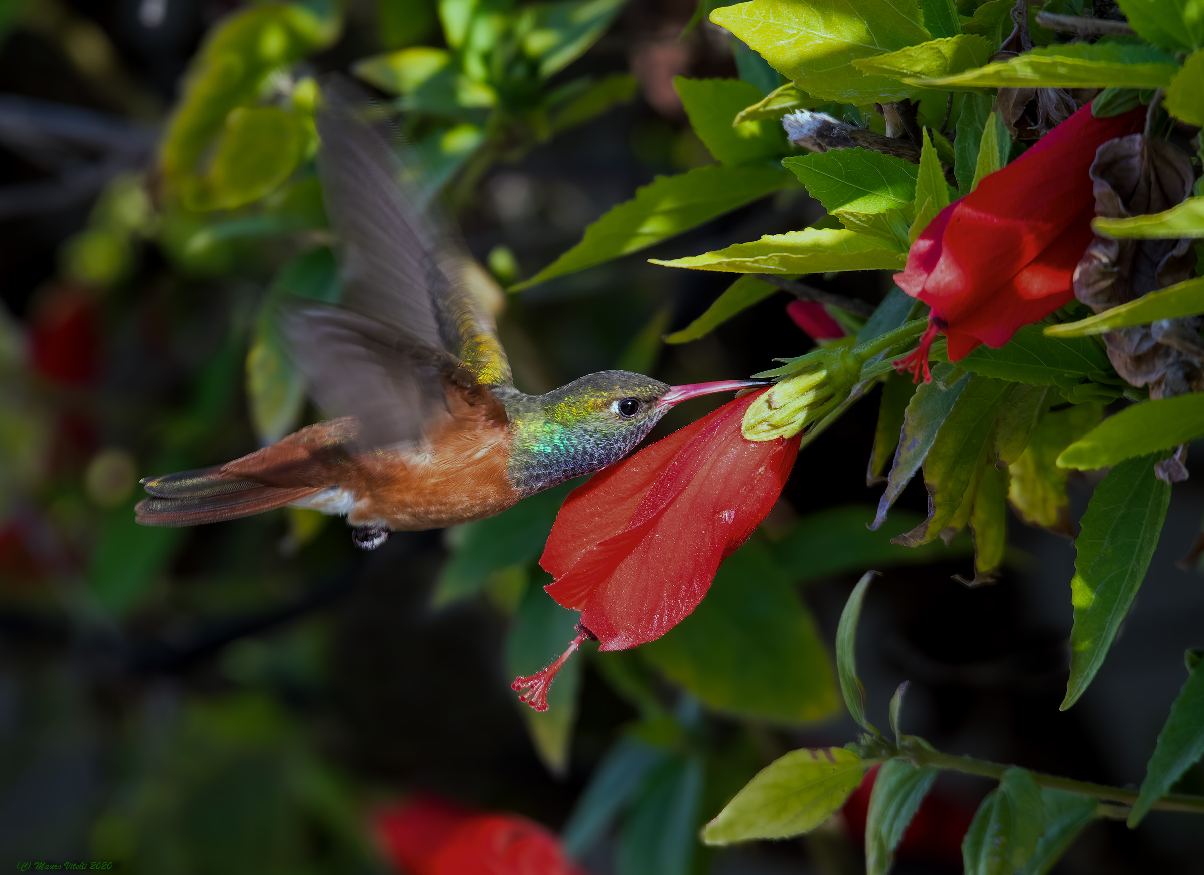 Hummingbird (Amazilia amazilia) Paracas National Reserve...