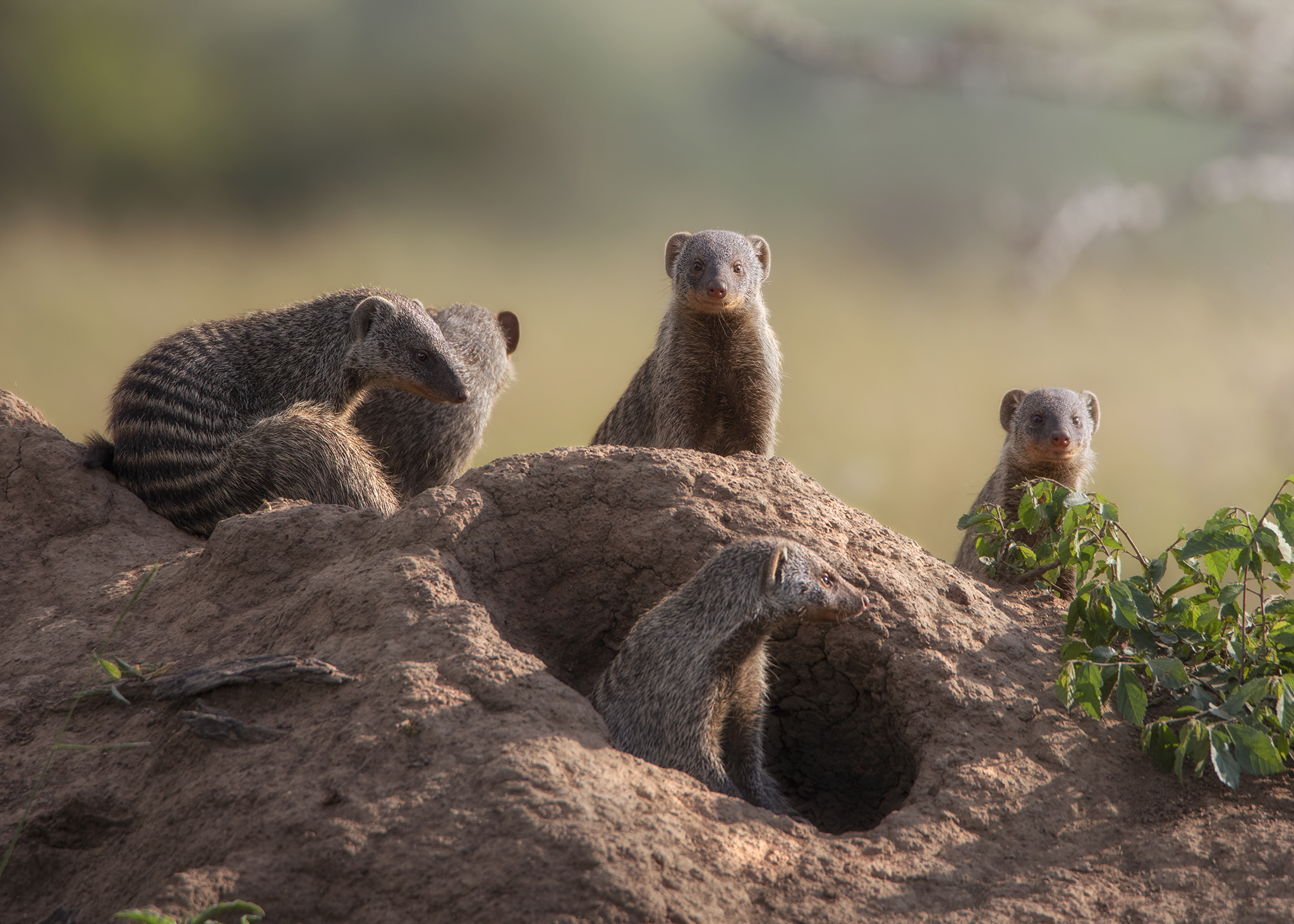 Mongooses's family...