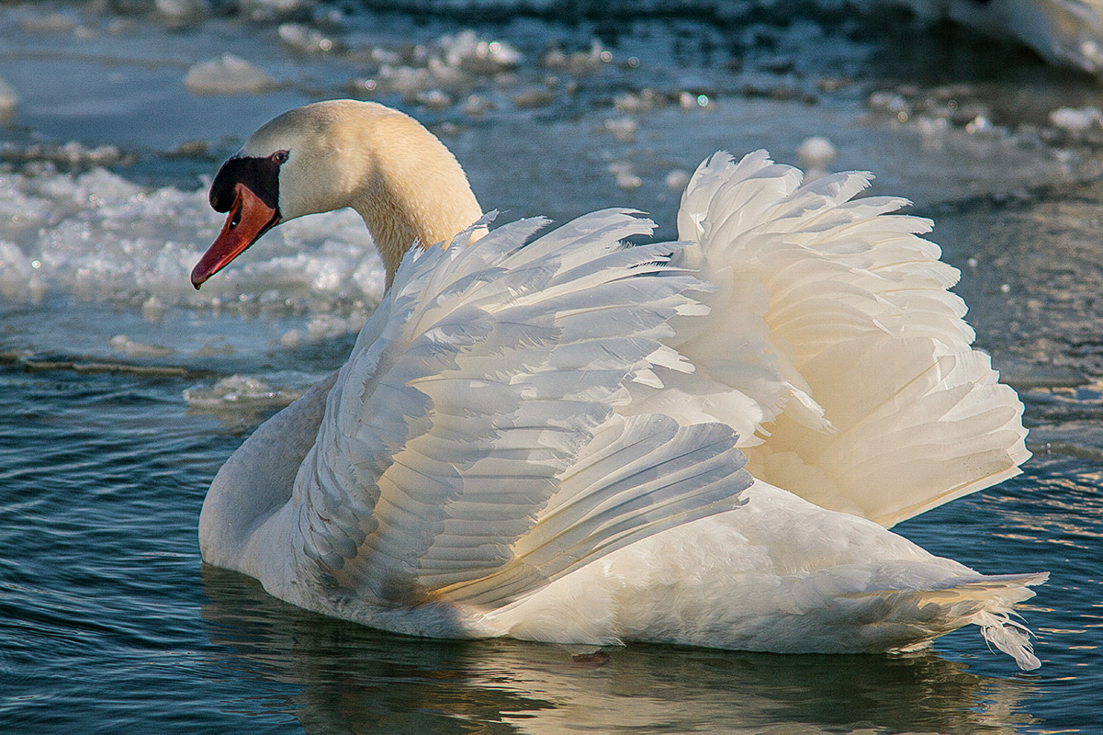 Mute Swan on "Ice"....