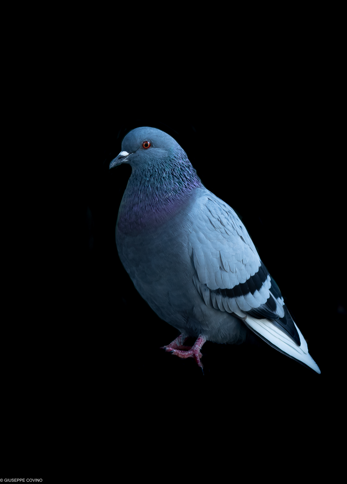 Pigeon 2...