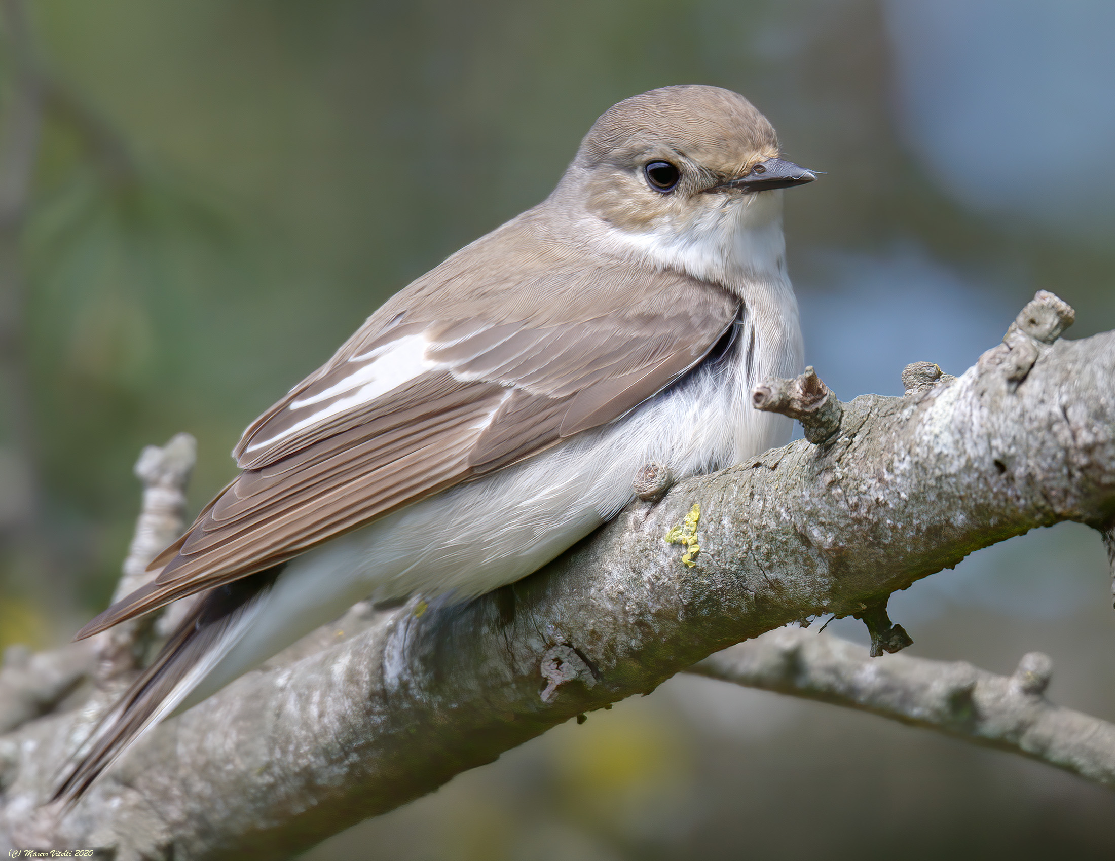 Black Balia (Ficedula hypoleuca)...