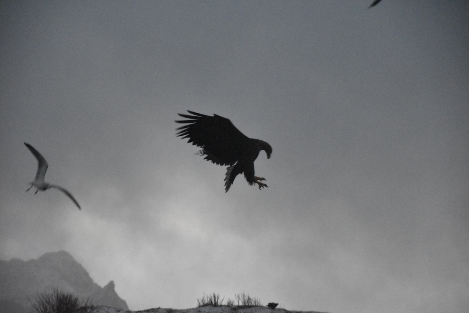 Eagle among the Norwegian fjords ...