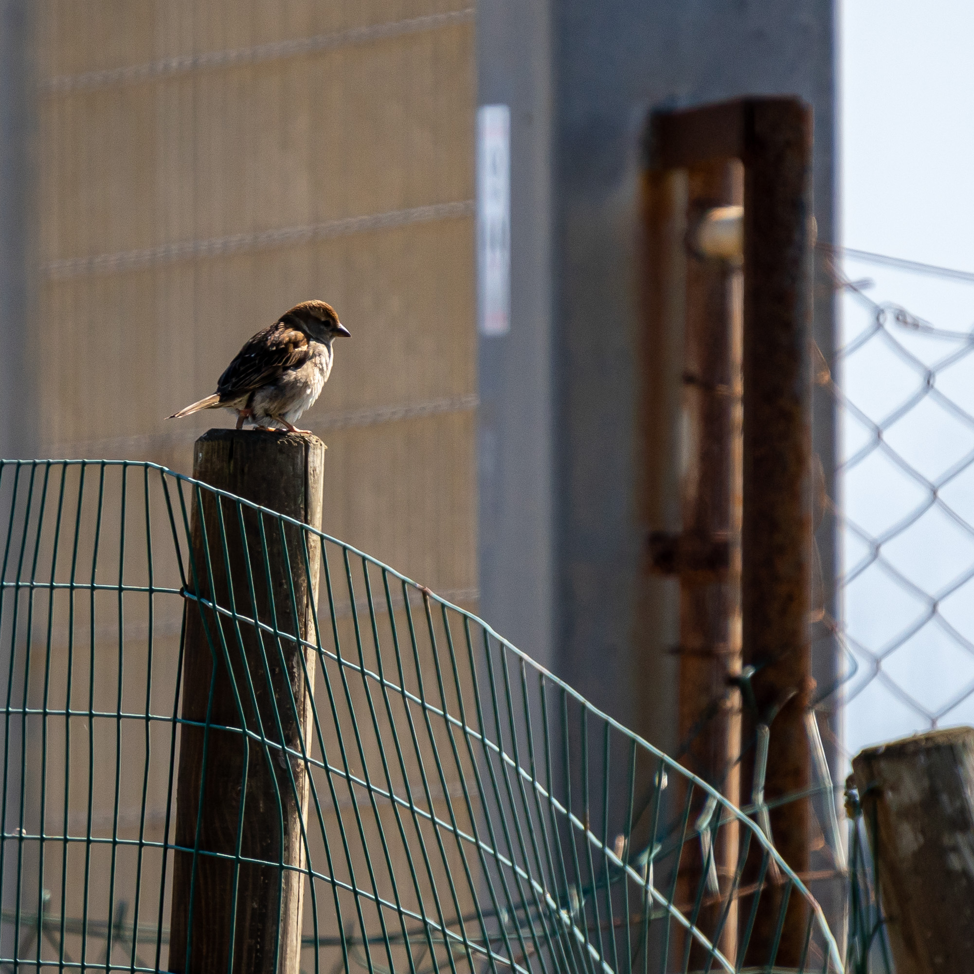 Bird photography during quarantine...