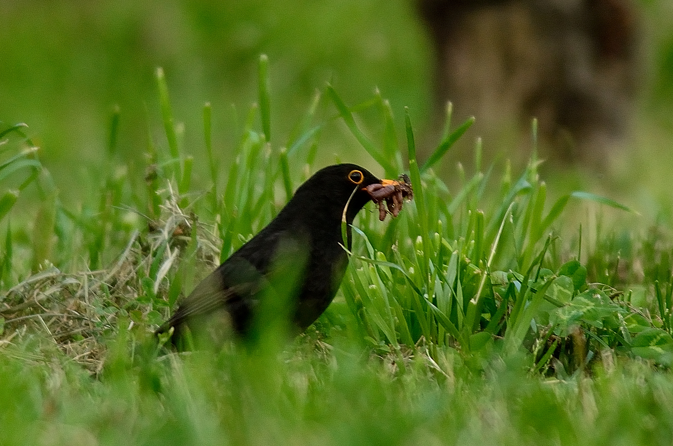 Blackbird with meal...