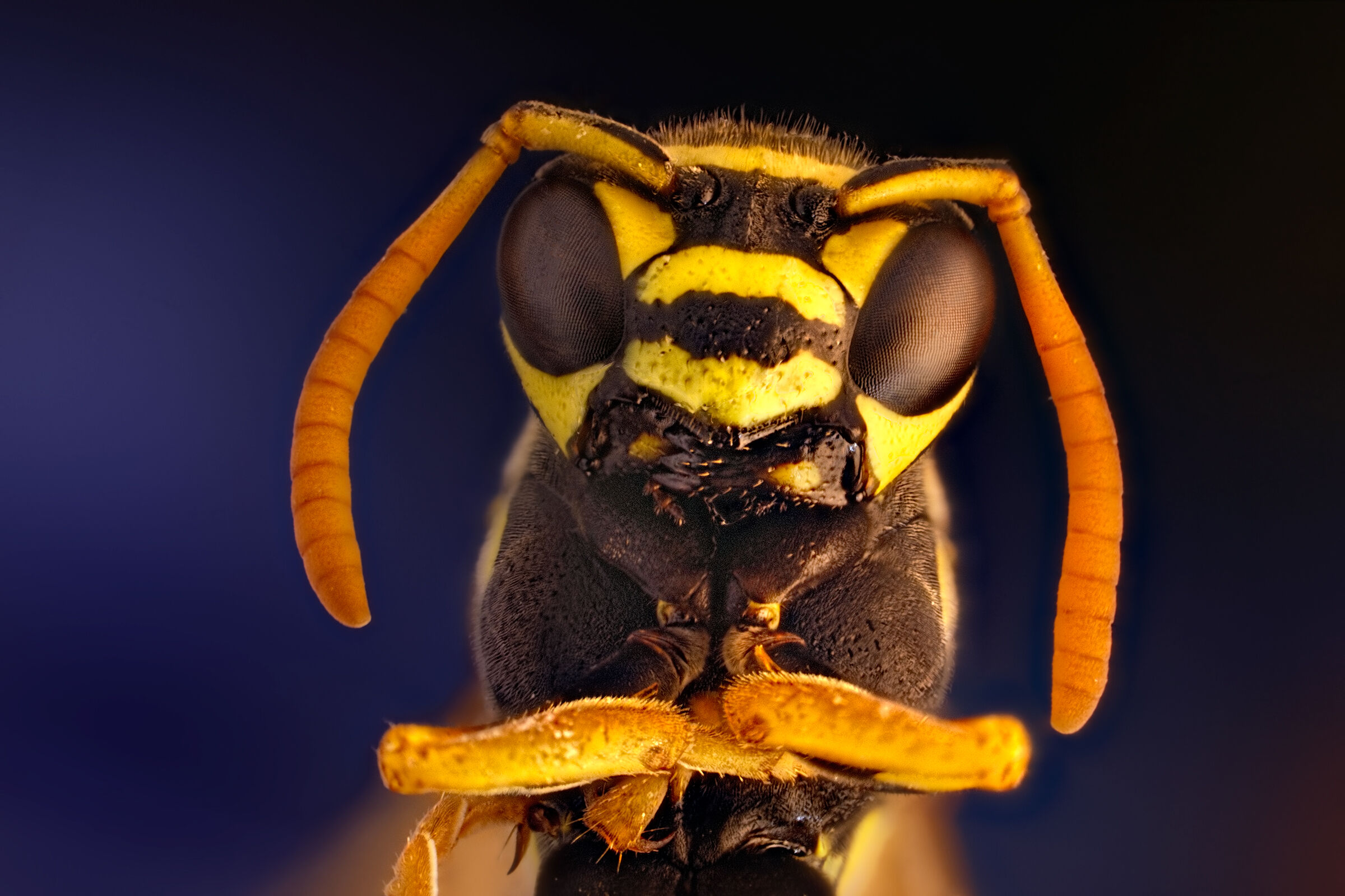 Common wasp...