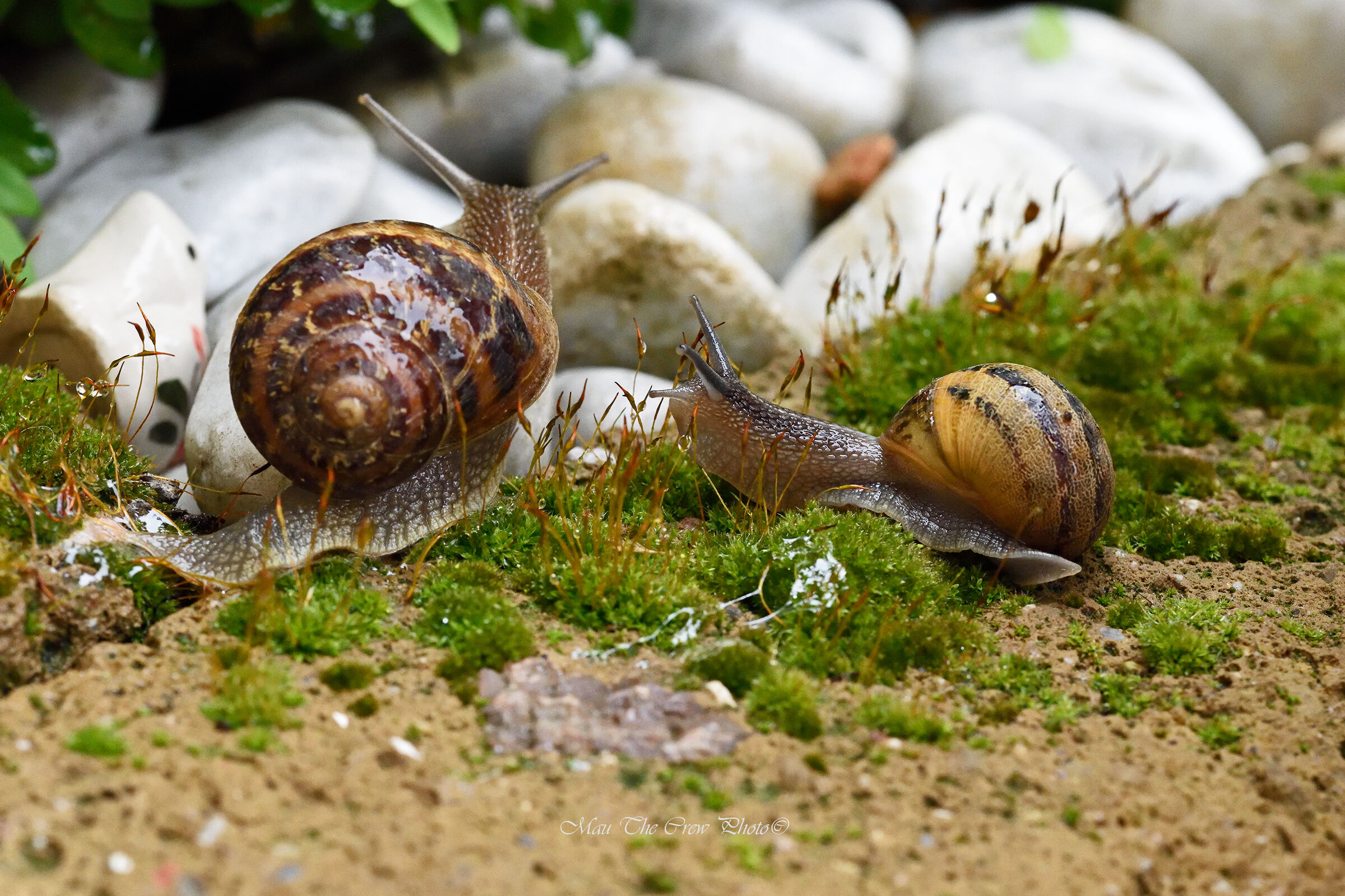Snails around my pond...