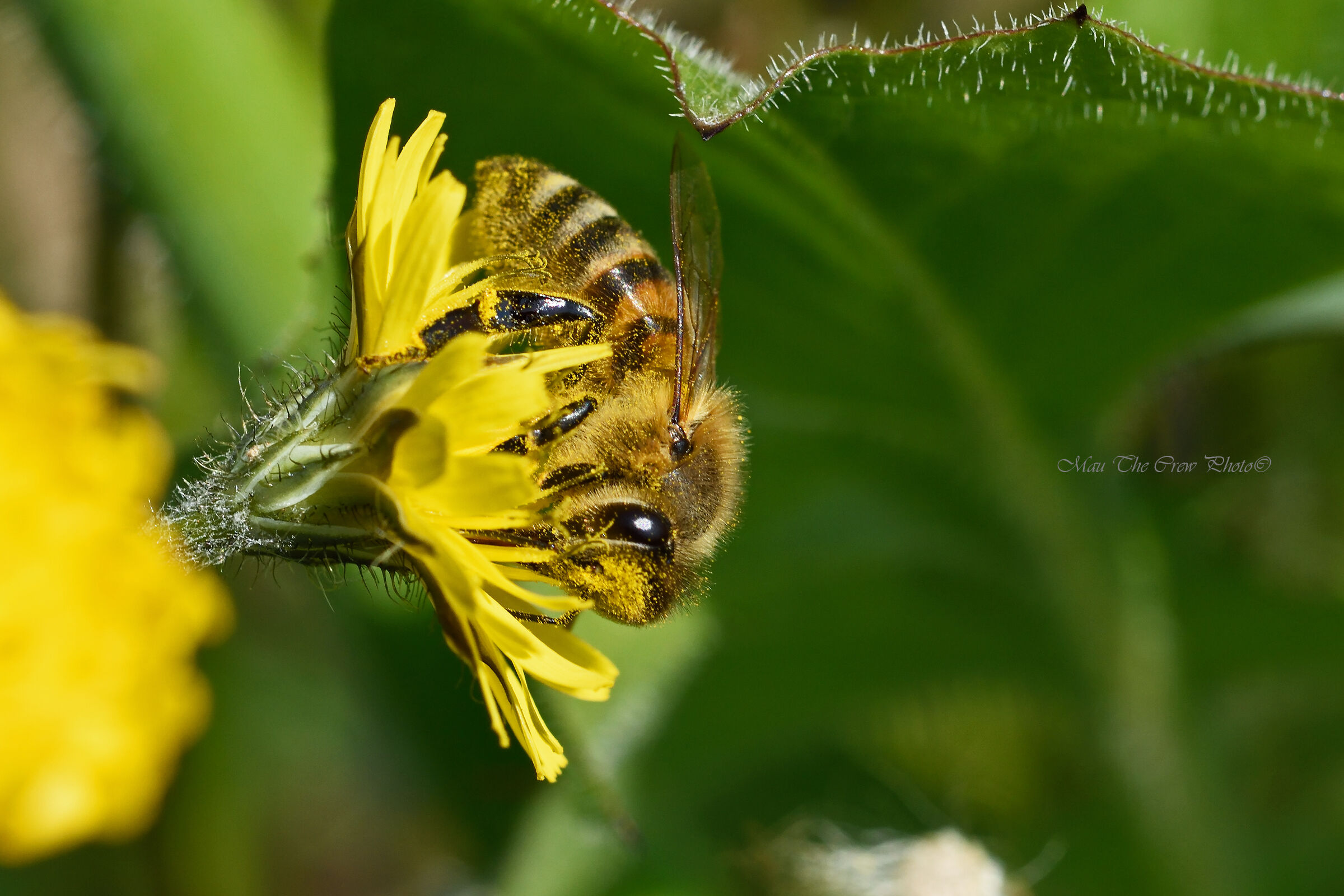 Bee on ingrained Hypochaeris flower ...