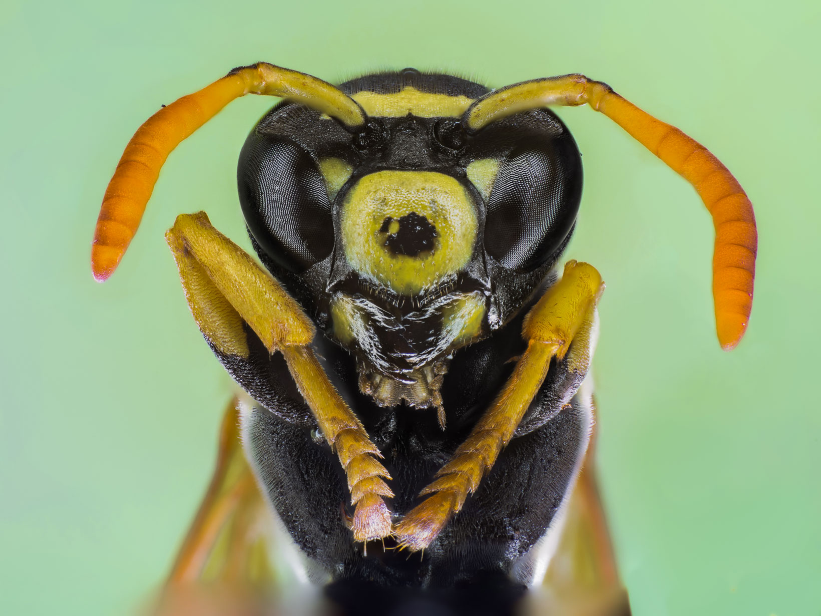 My second macro test: wasp ...