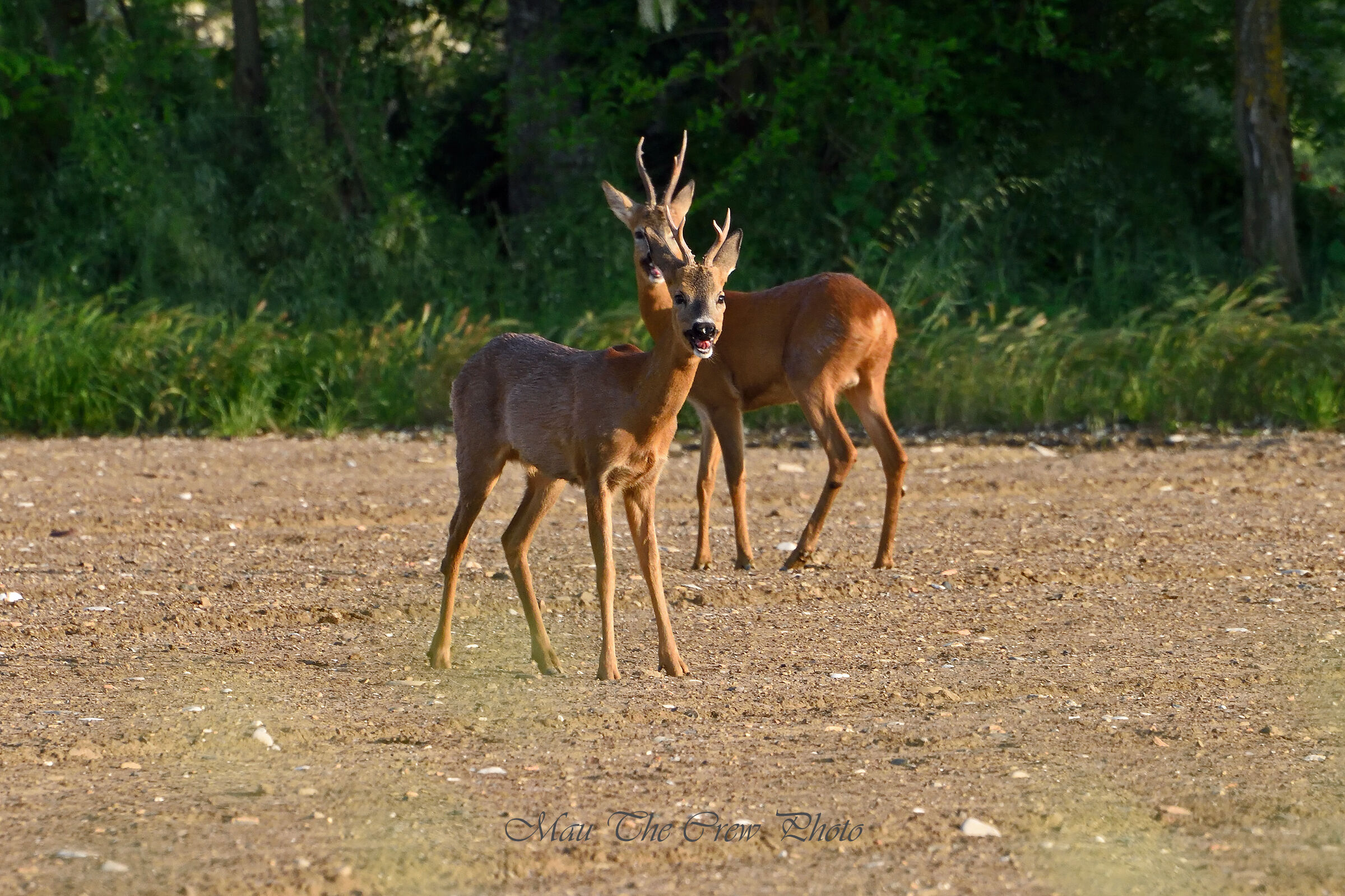 Roe deer in pairs...