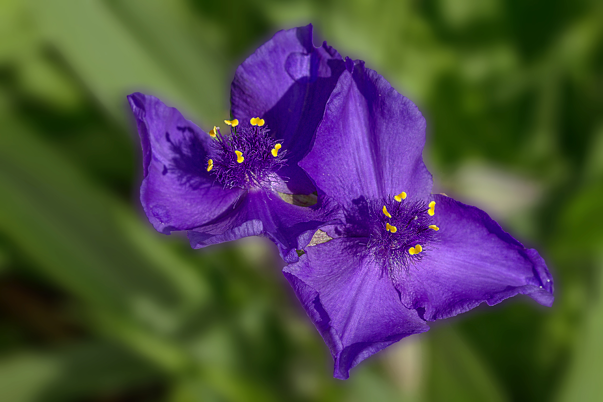purple flower ...