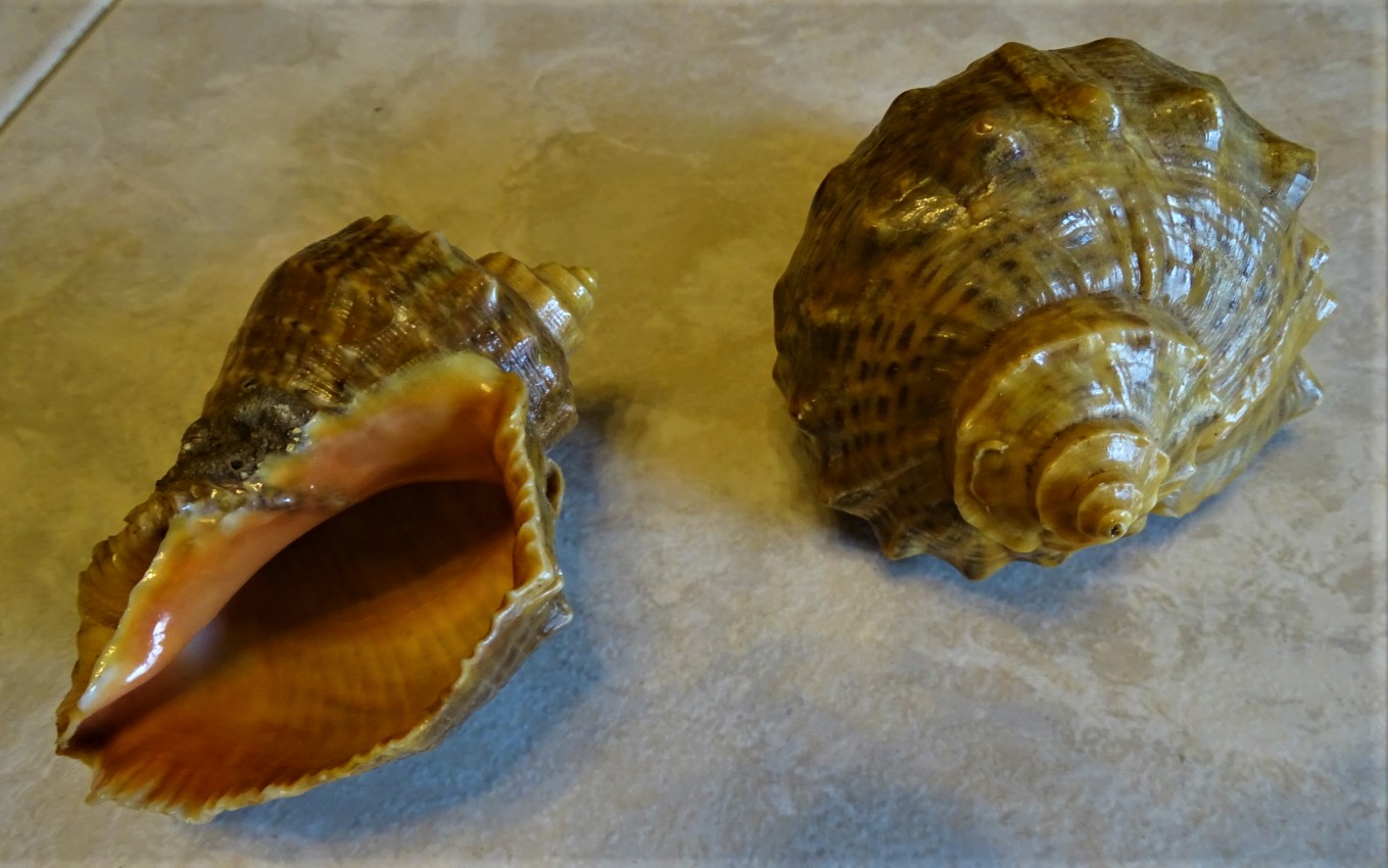 Shells.. sea-like desire....