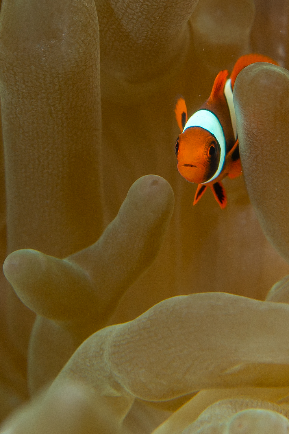 Nemo as a newborn...