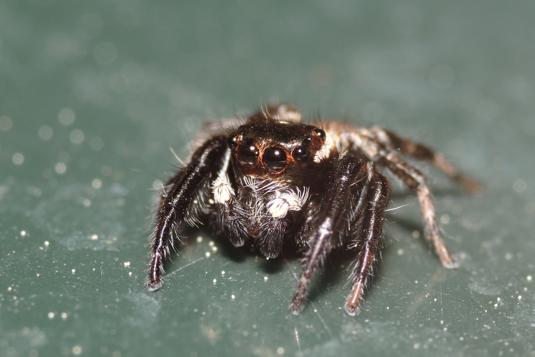 Spider...