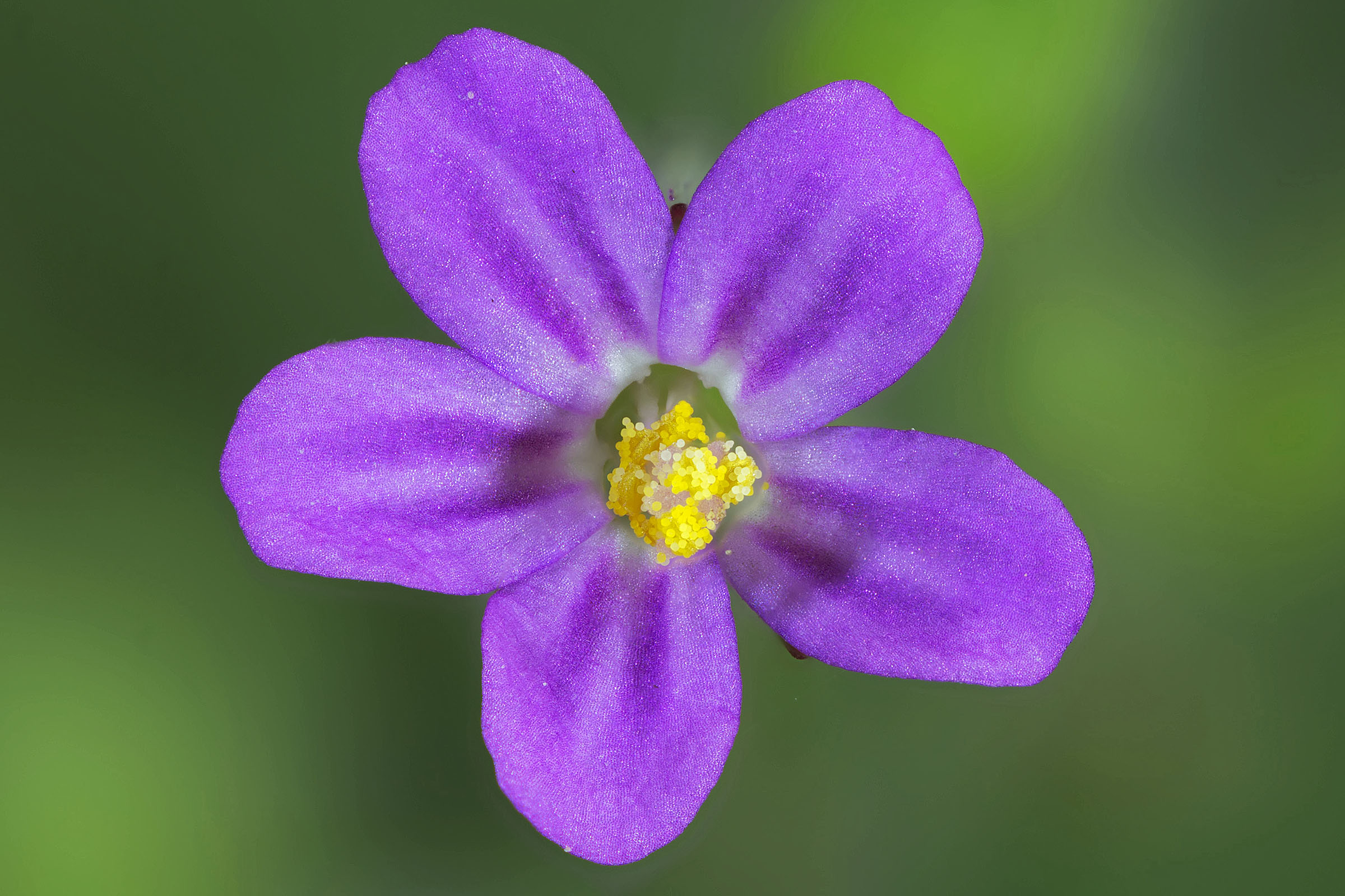 Spontaneous flower of 4 mm ...