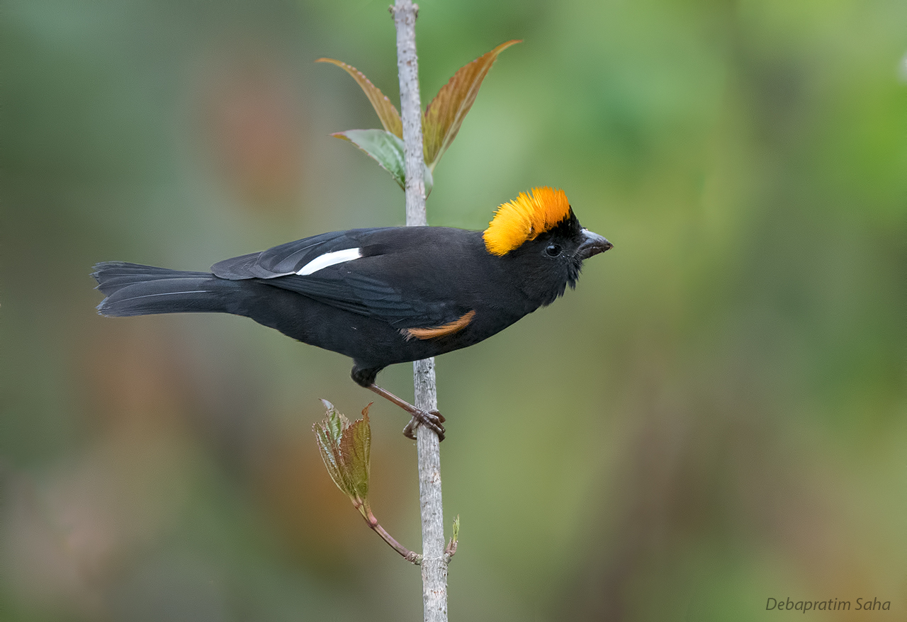 Gold-naped finch...