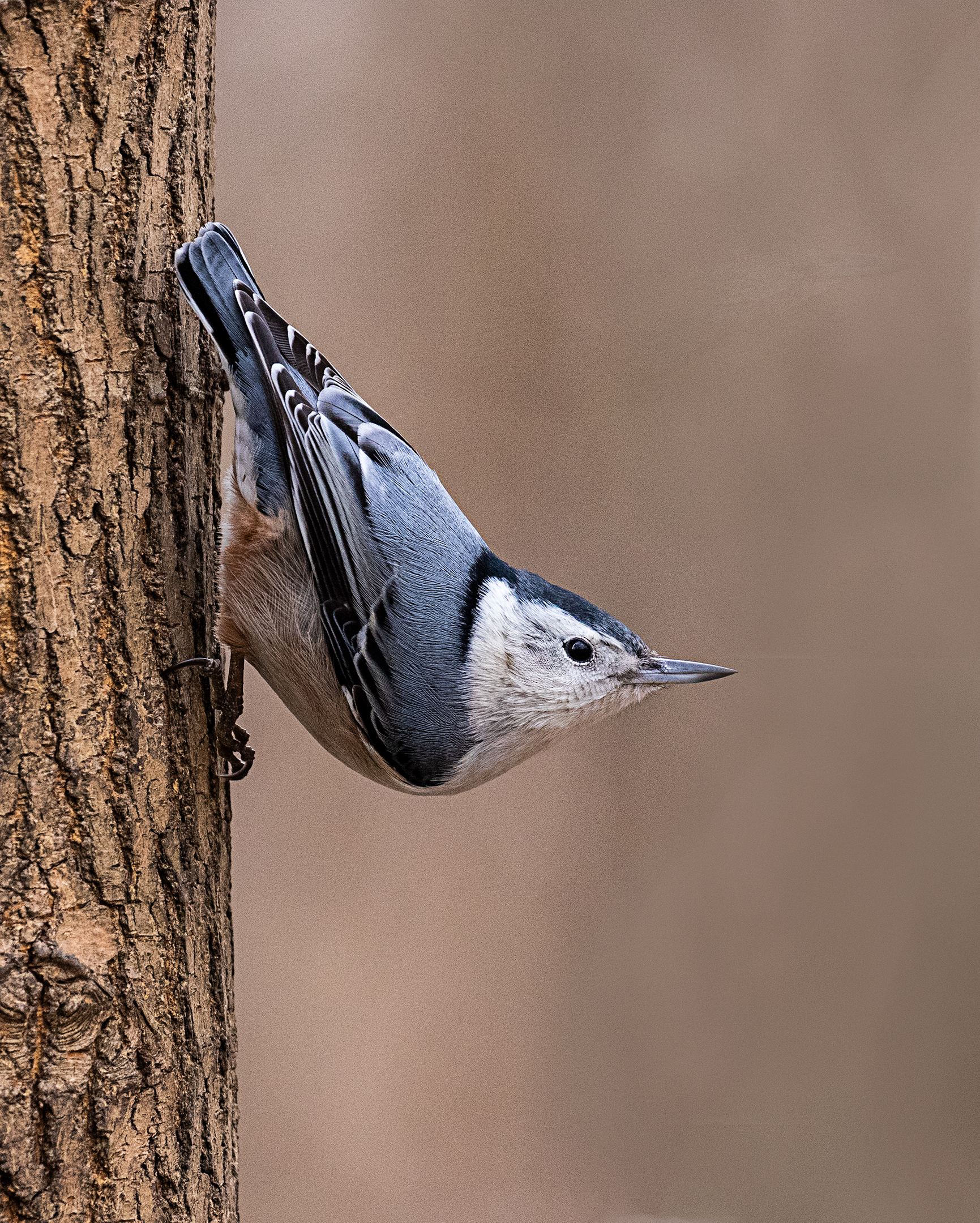 Nuthatch sull'albero....