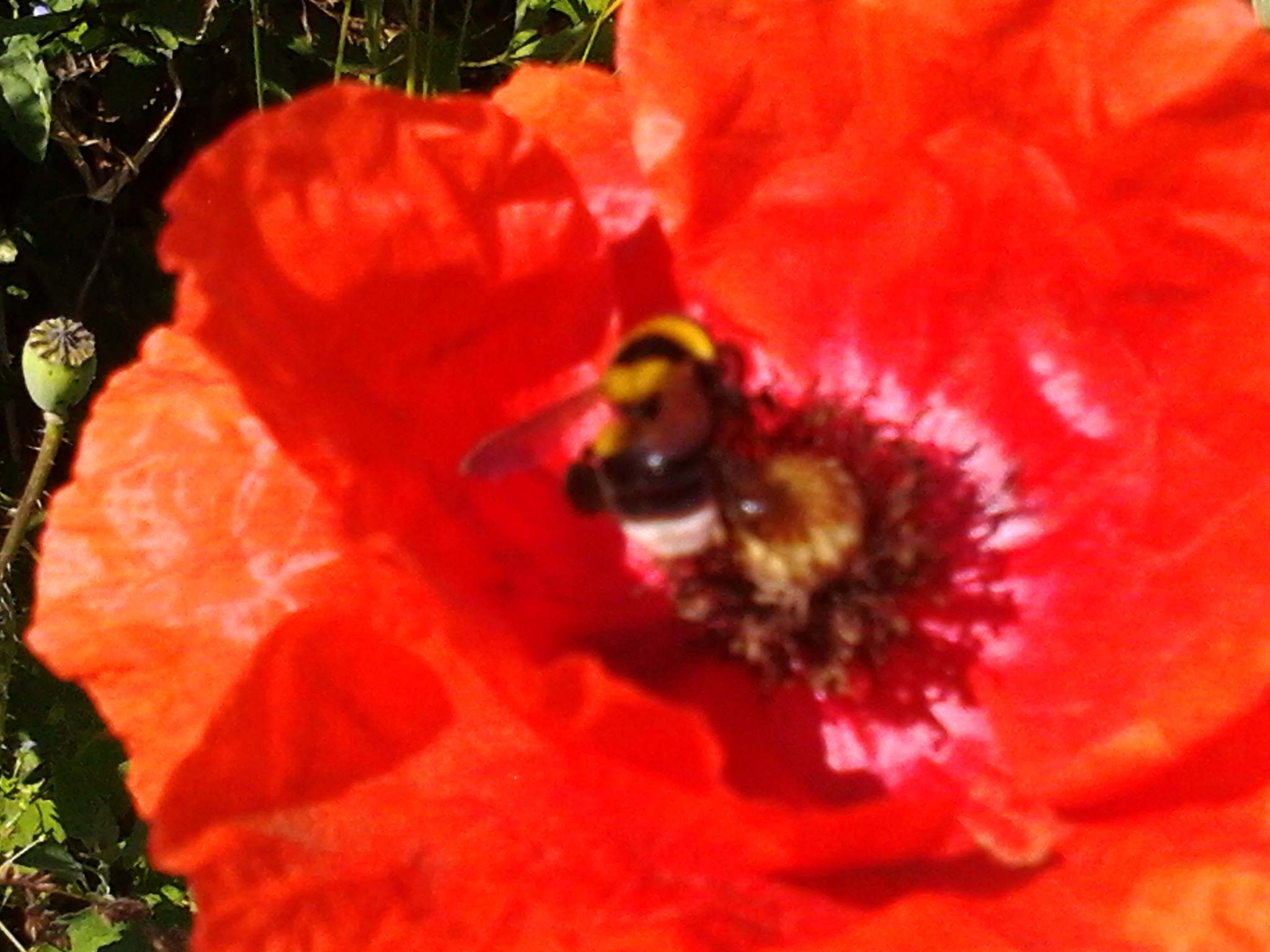 Poppies and bees...