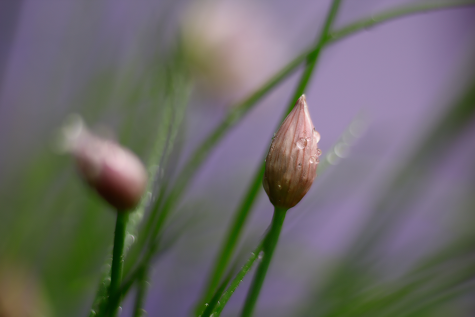 Dew on "Allium schoenoprasum" in bud....