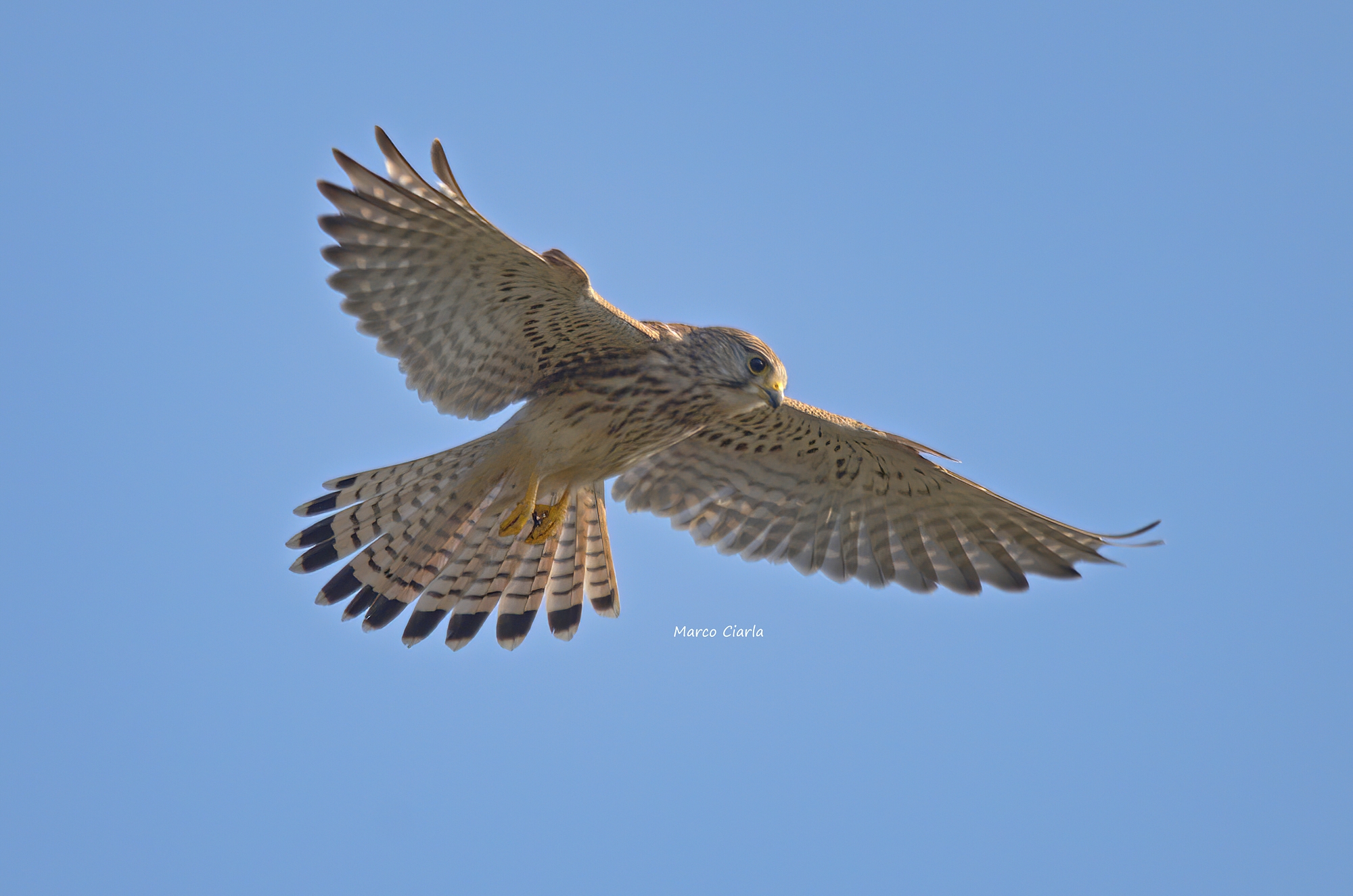 Gheppio (Falco tinnunculus) ...