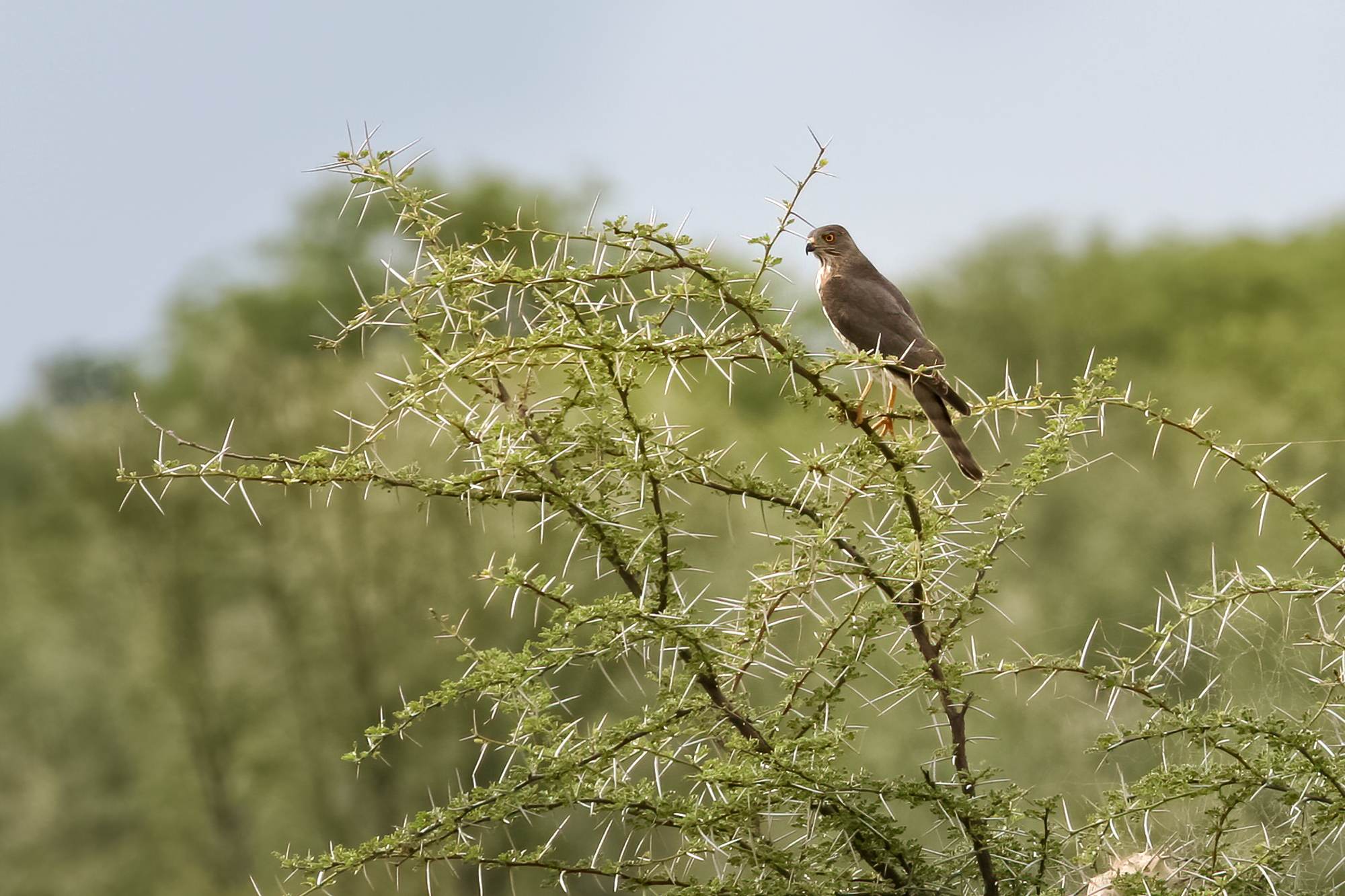 African minor sparrowhawk...