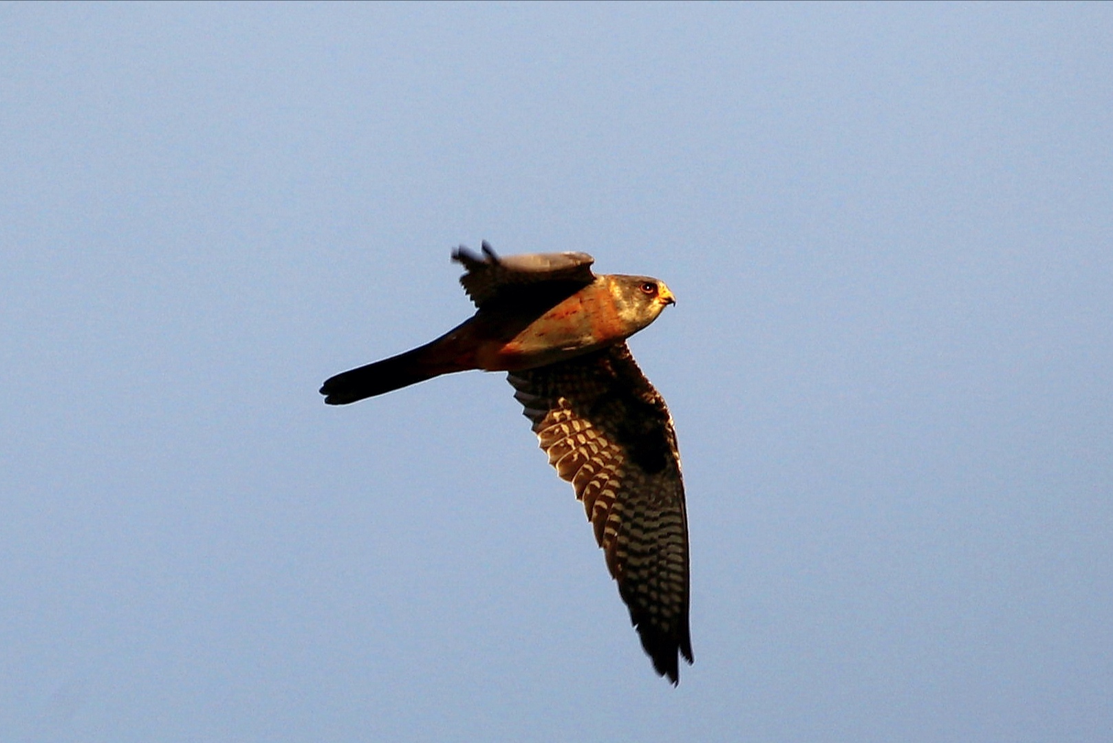 Female cuckoo falcon at sunset ...